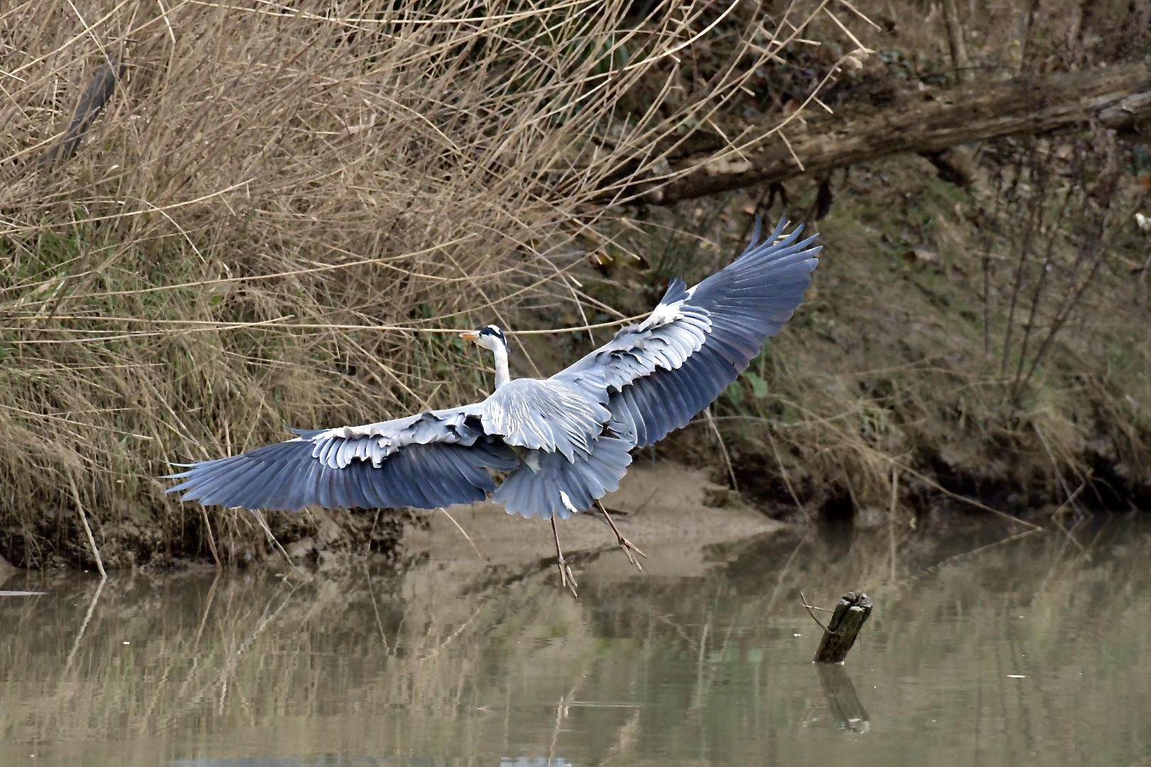 flight and landing of the gray heron