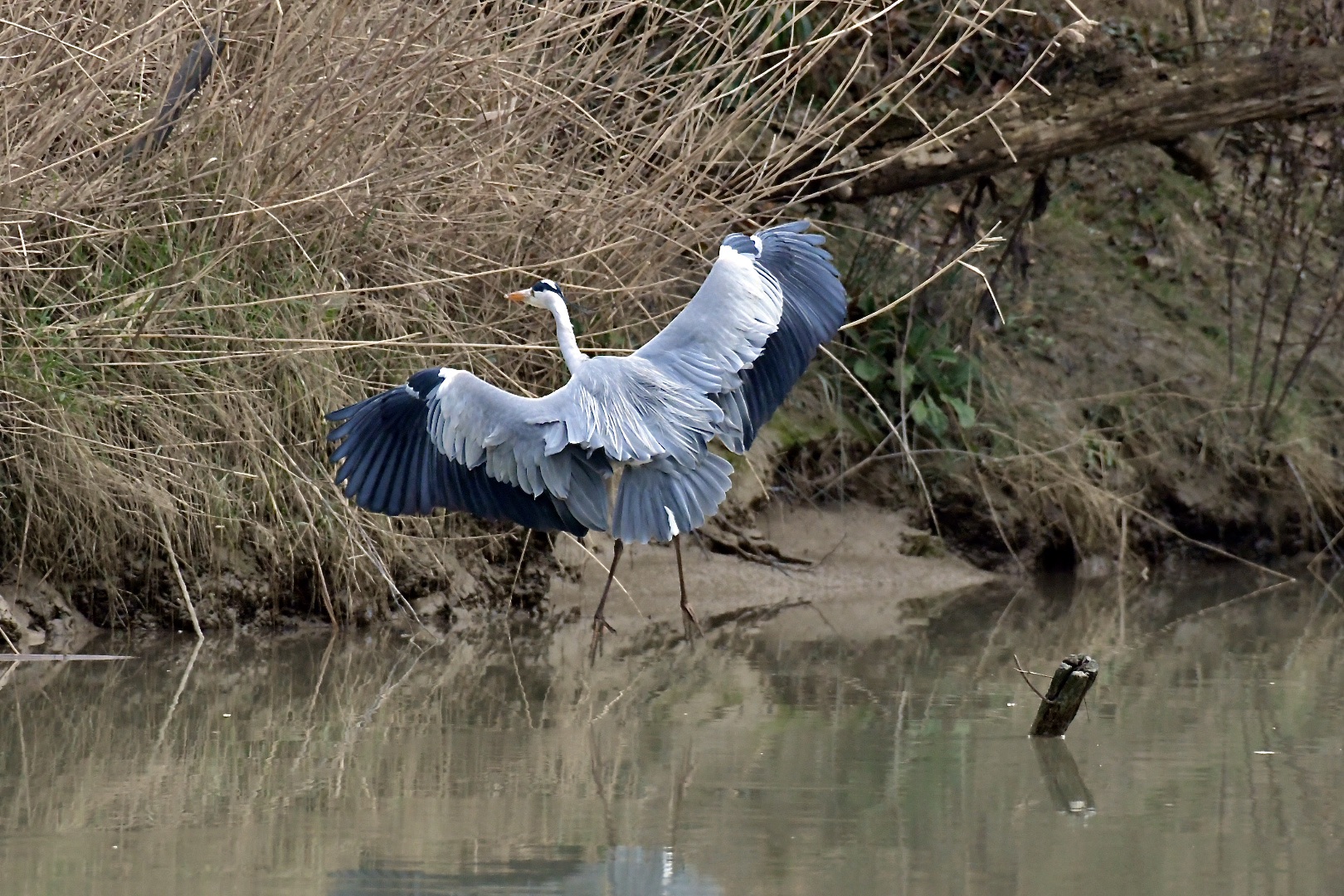 flight and landing of the gray heron