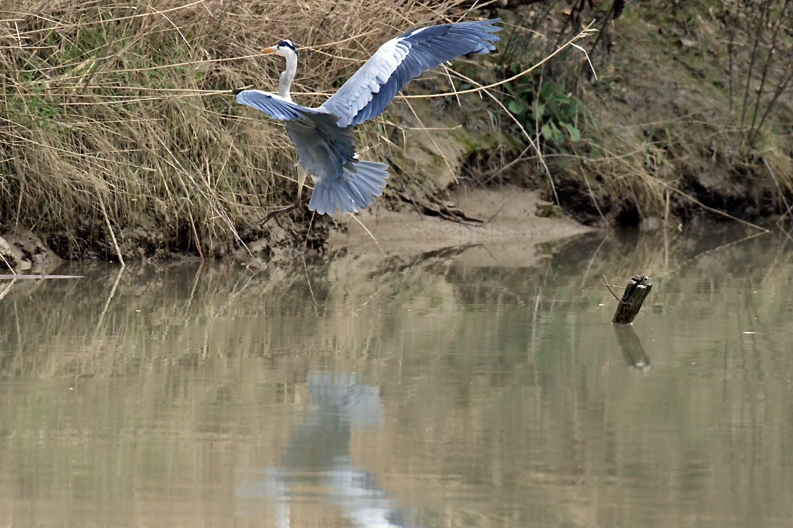 flight and landing of the gray heron
