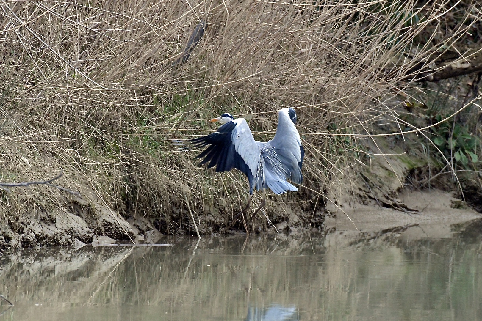 flight and landing of the gray heron