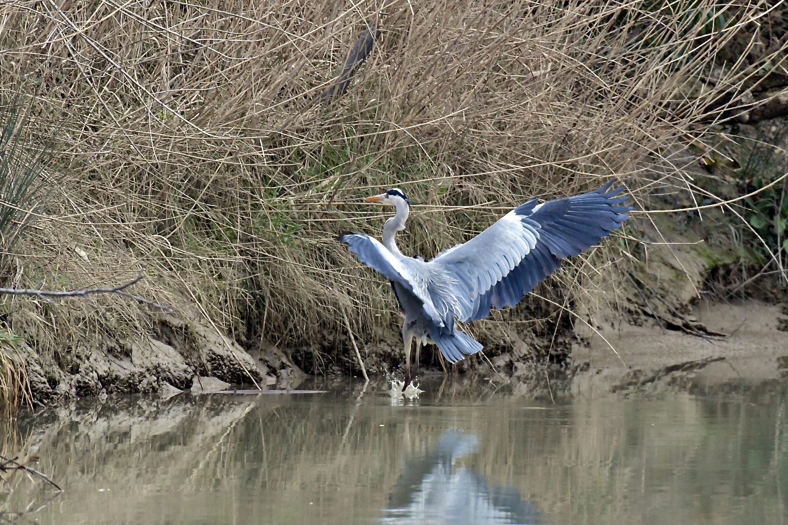 flight and landing of the gray heron