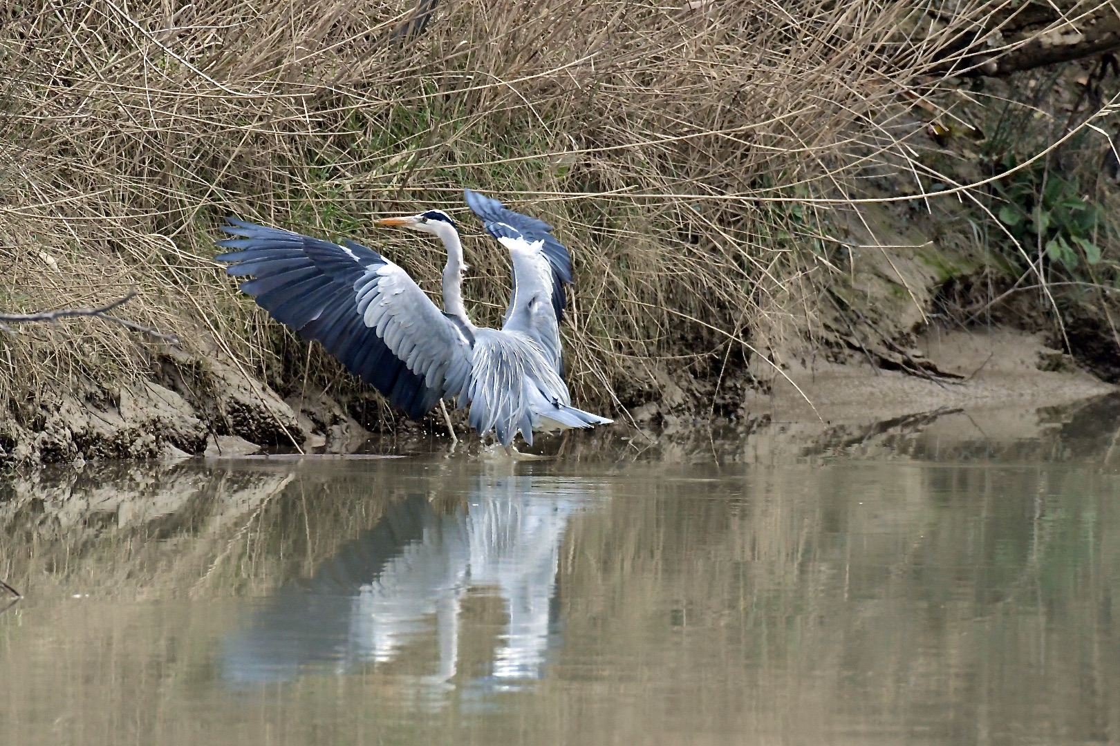 flight and landing of the gray heron