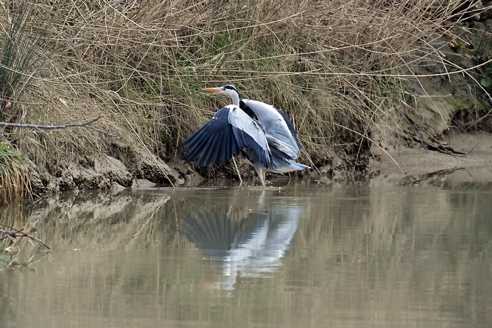 flight and landing of the gray heron