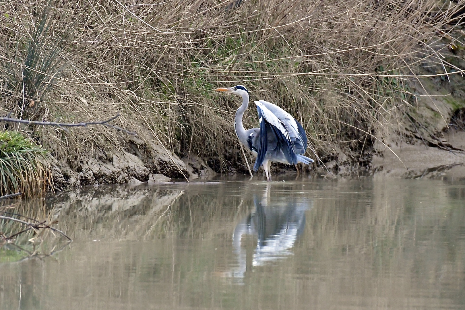flight and landing of the gray heron
