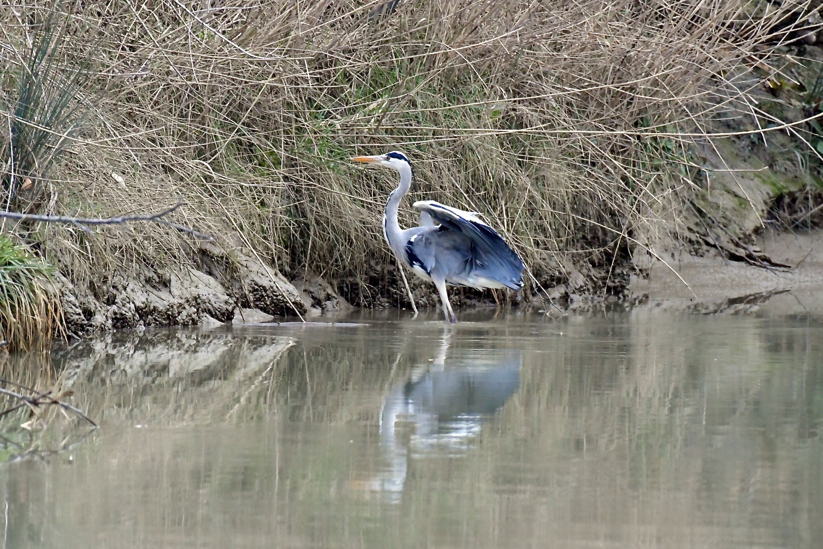 flight and landing of the gray heron