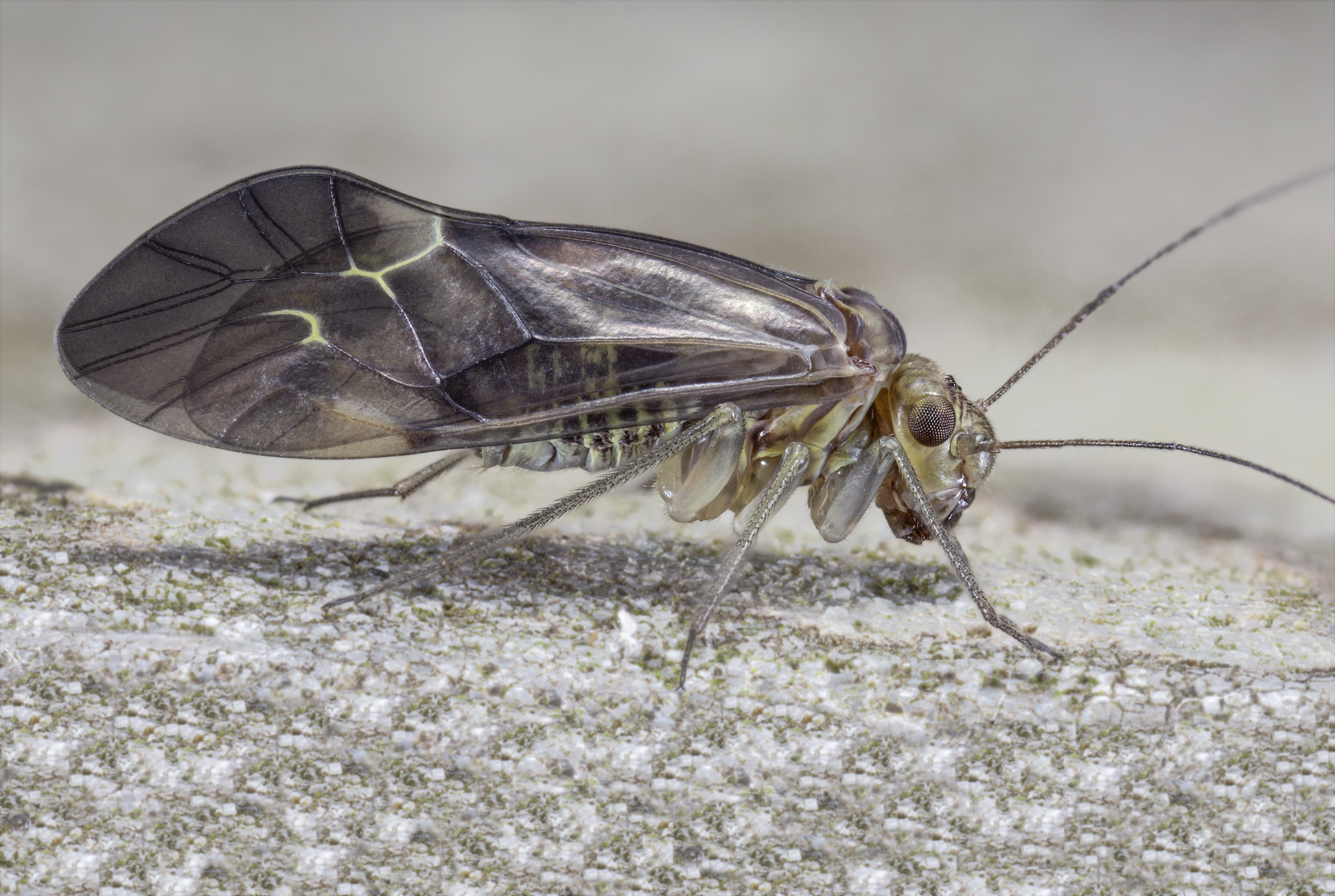 Psococerastis gibbosa (Sulzer, 1776)