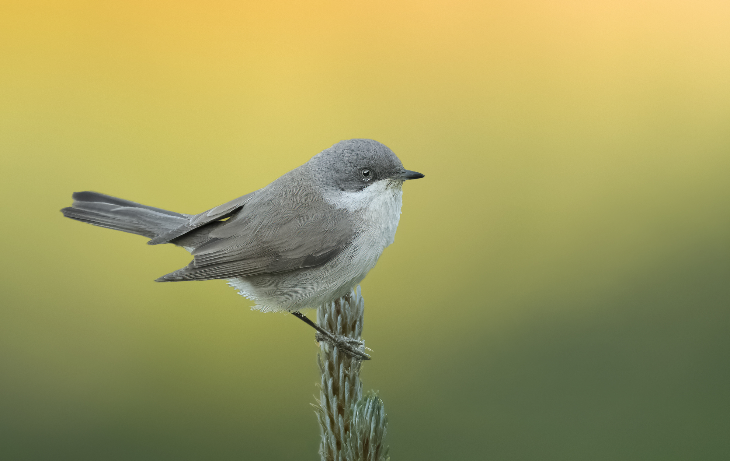 lesser whitethroat