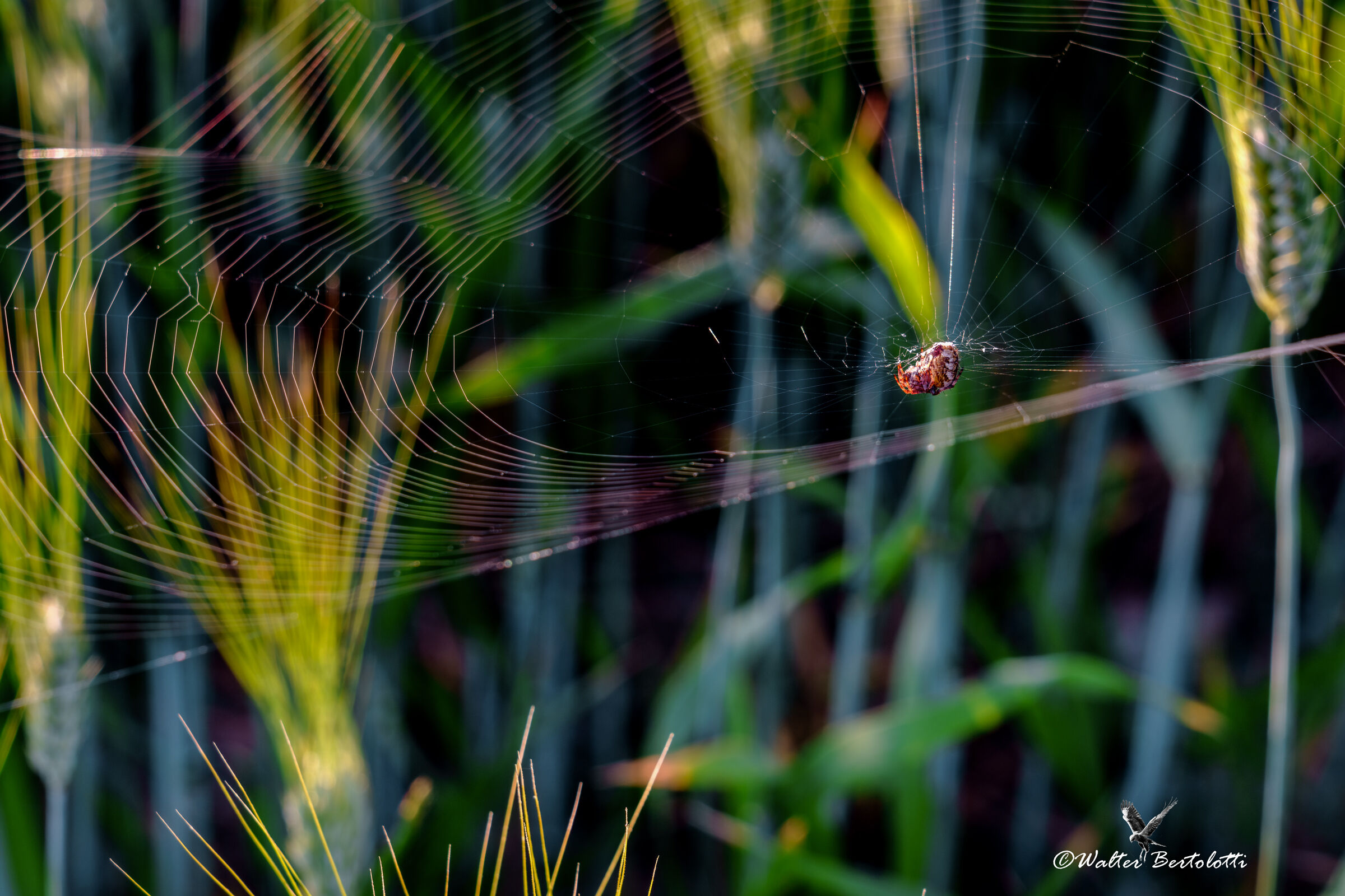 sospeso nella luce dell'alba