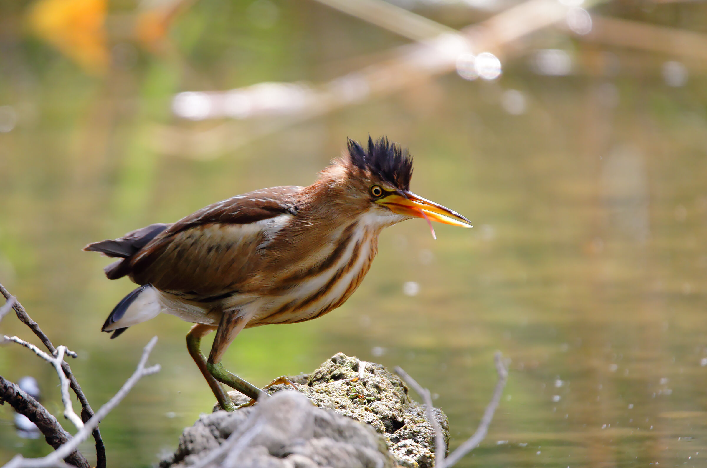 little bittern