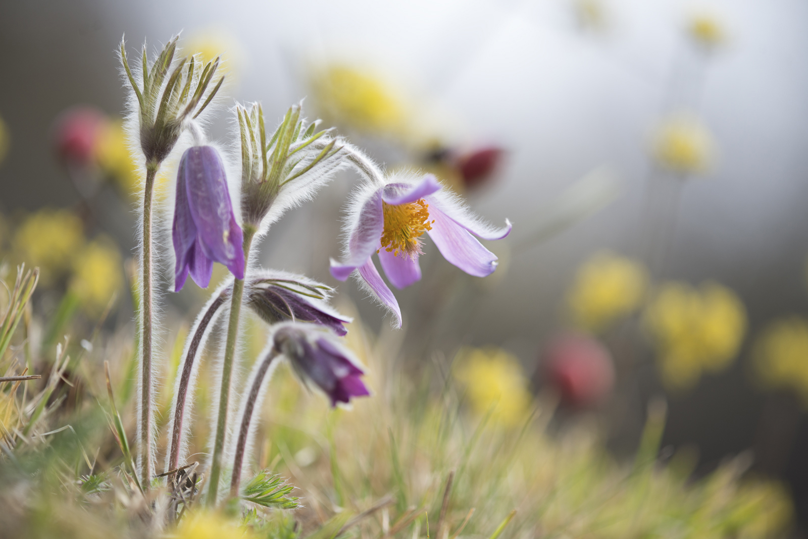 Pulsatilla Spring