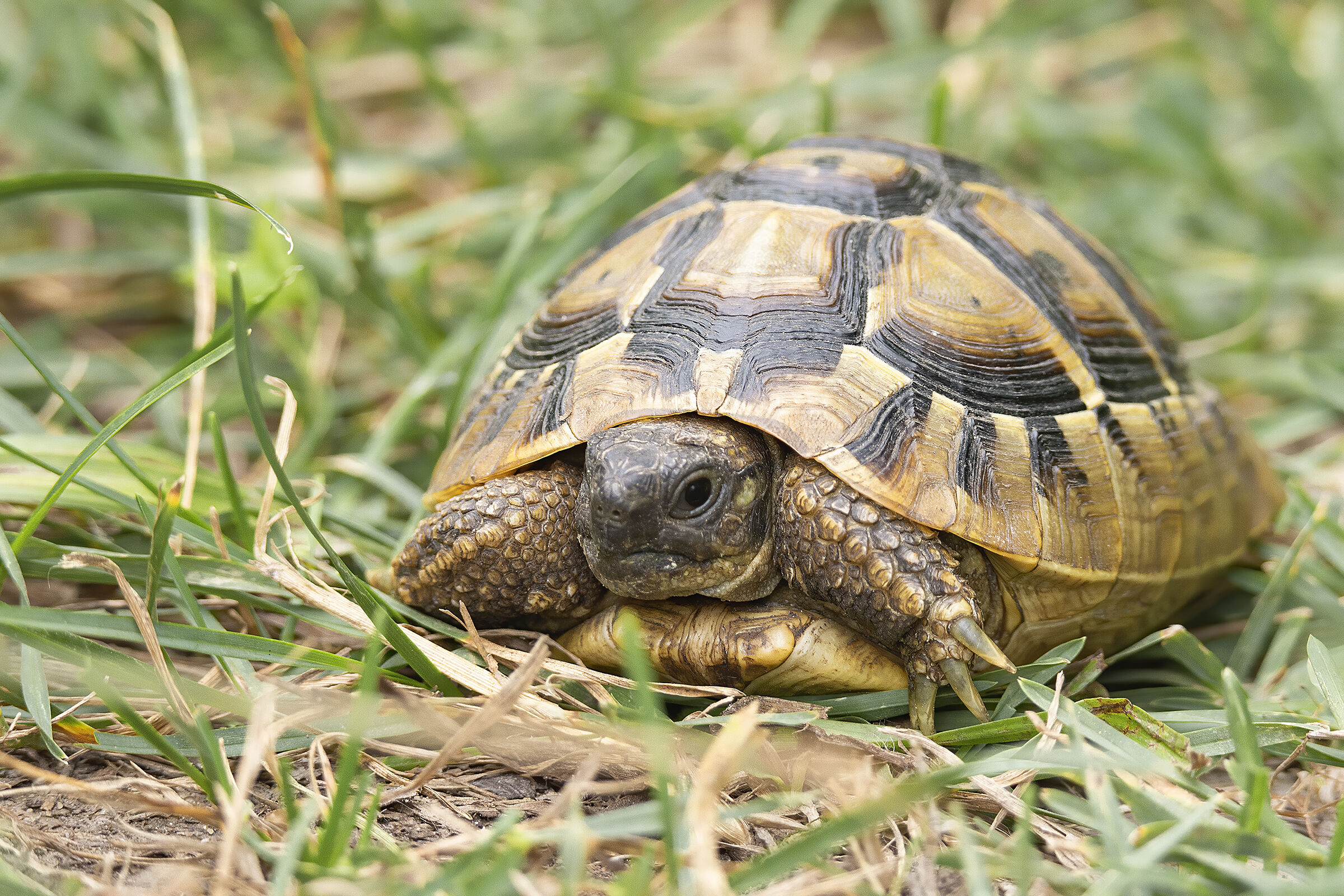 Passeggiando per il bosco