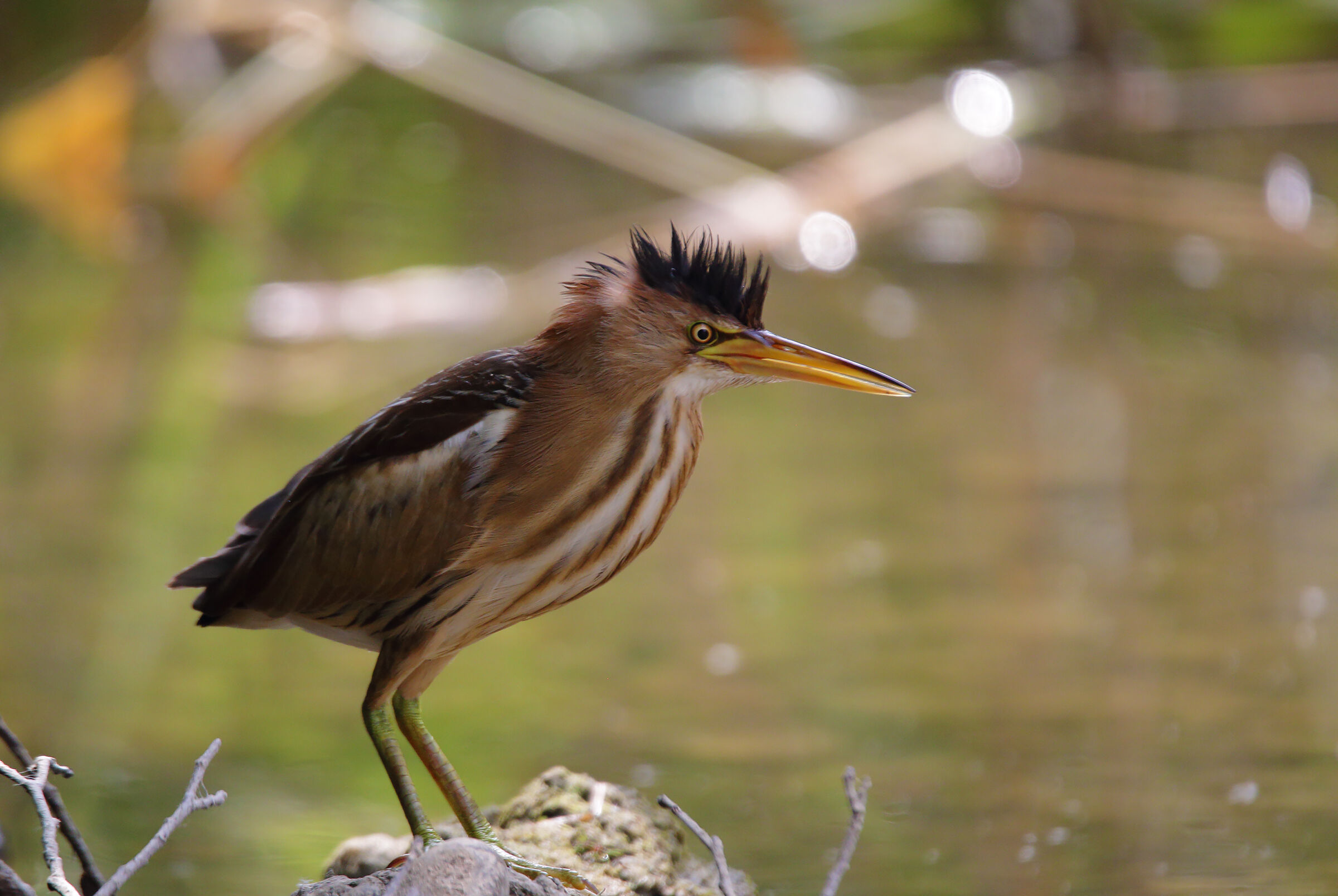 Fem. little bittern