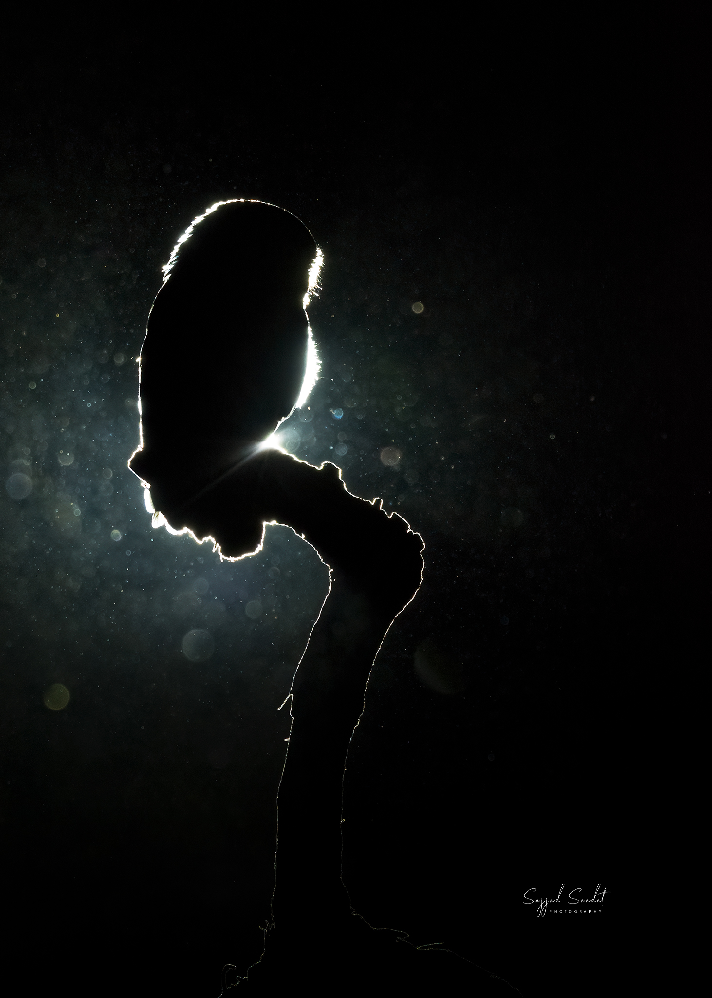 Silhouette of Scops Owl