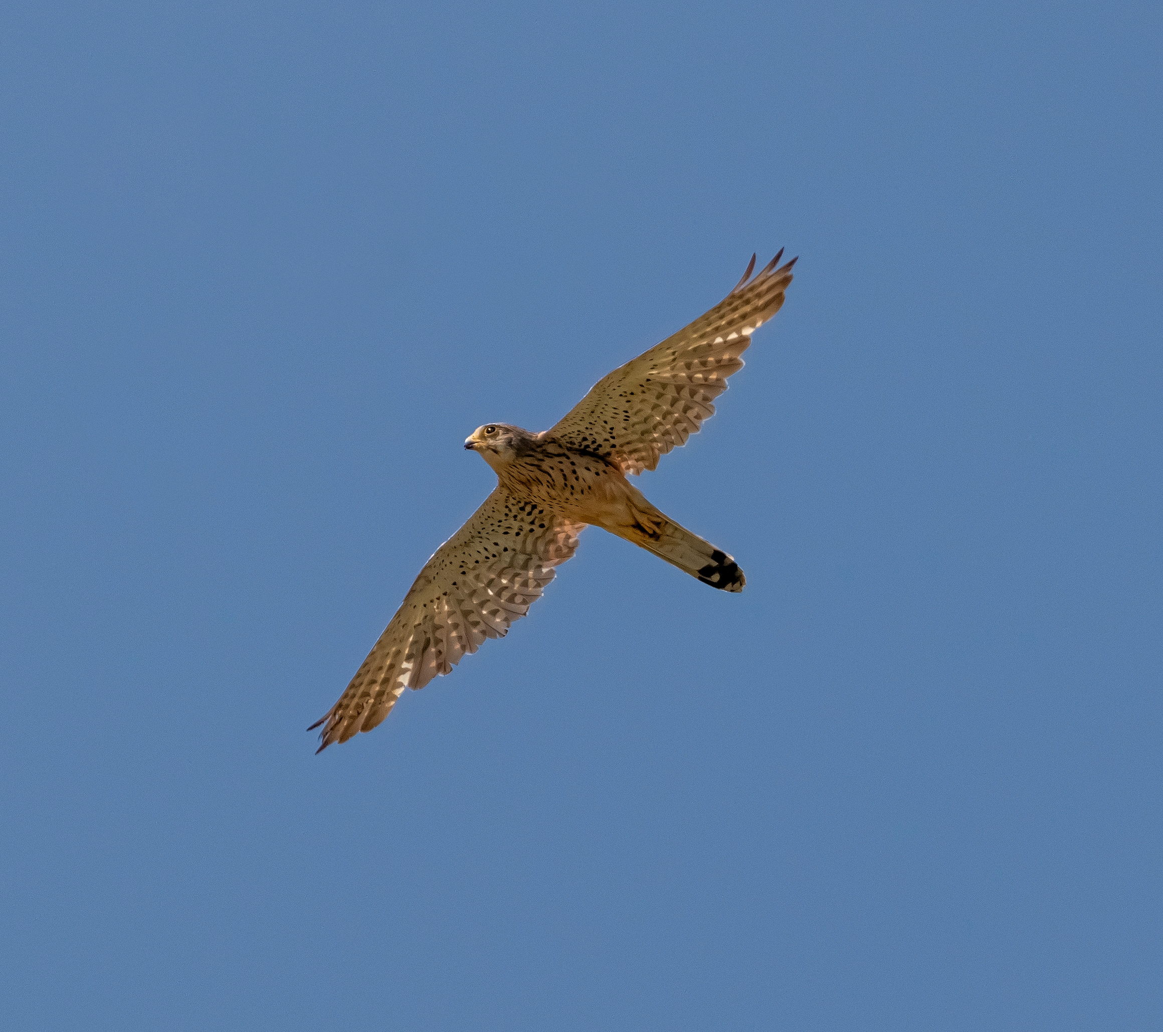 GHEPPIO ROCK FALCO RUPICOLUS 1/07/2021