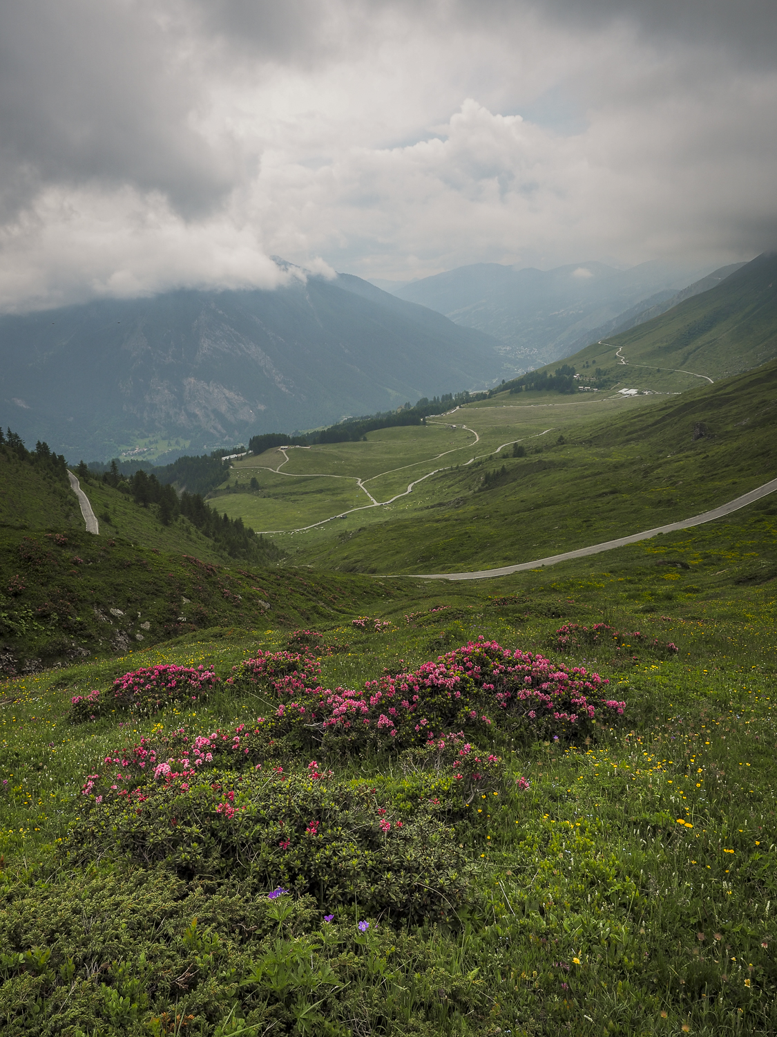Rhododendrons in bloom in Pian dell'Alpe