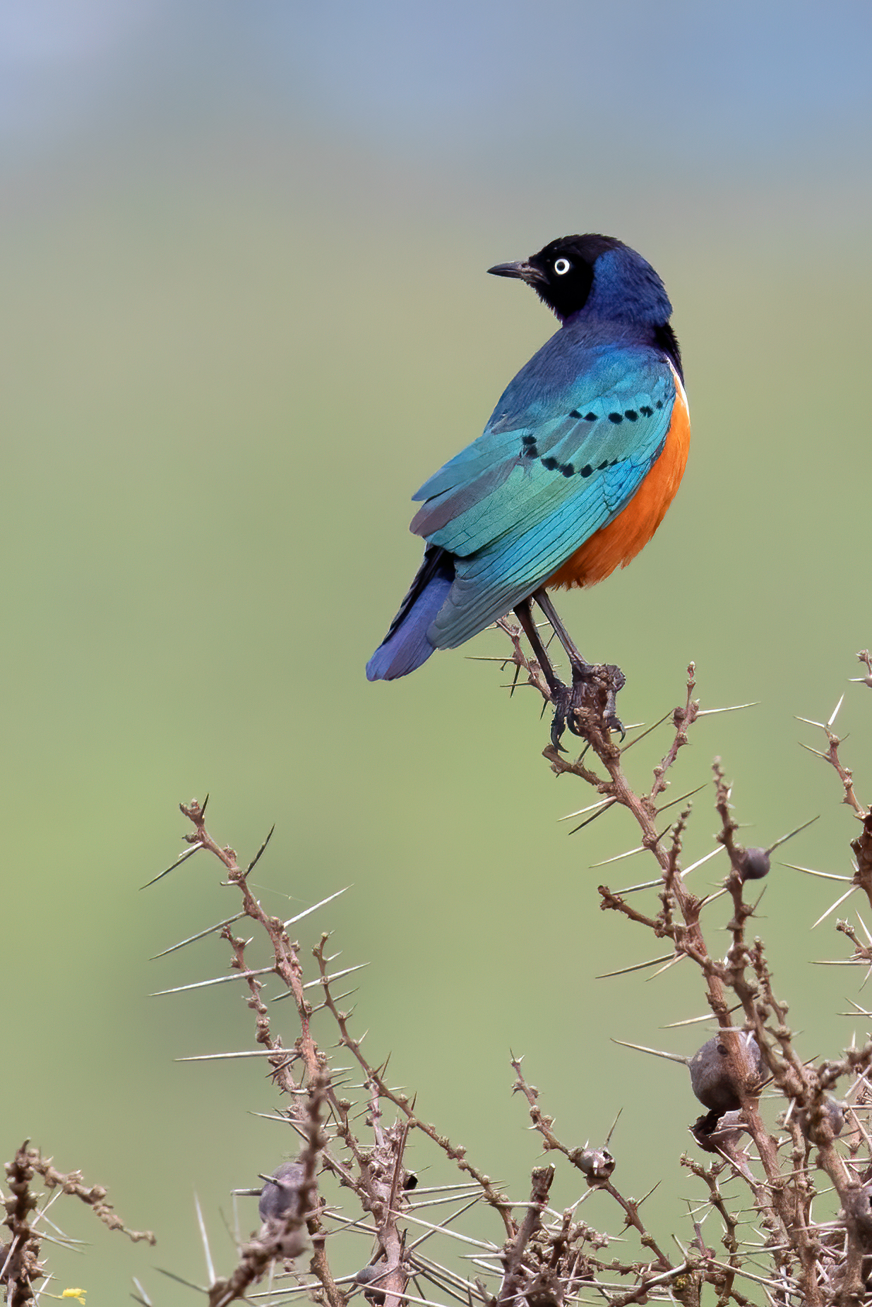 Lamprotornis superbus (Superb Starling)