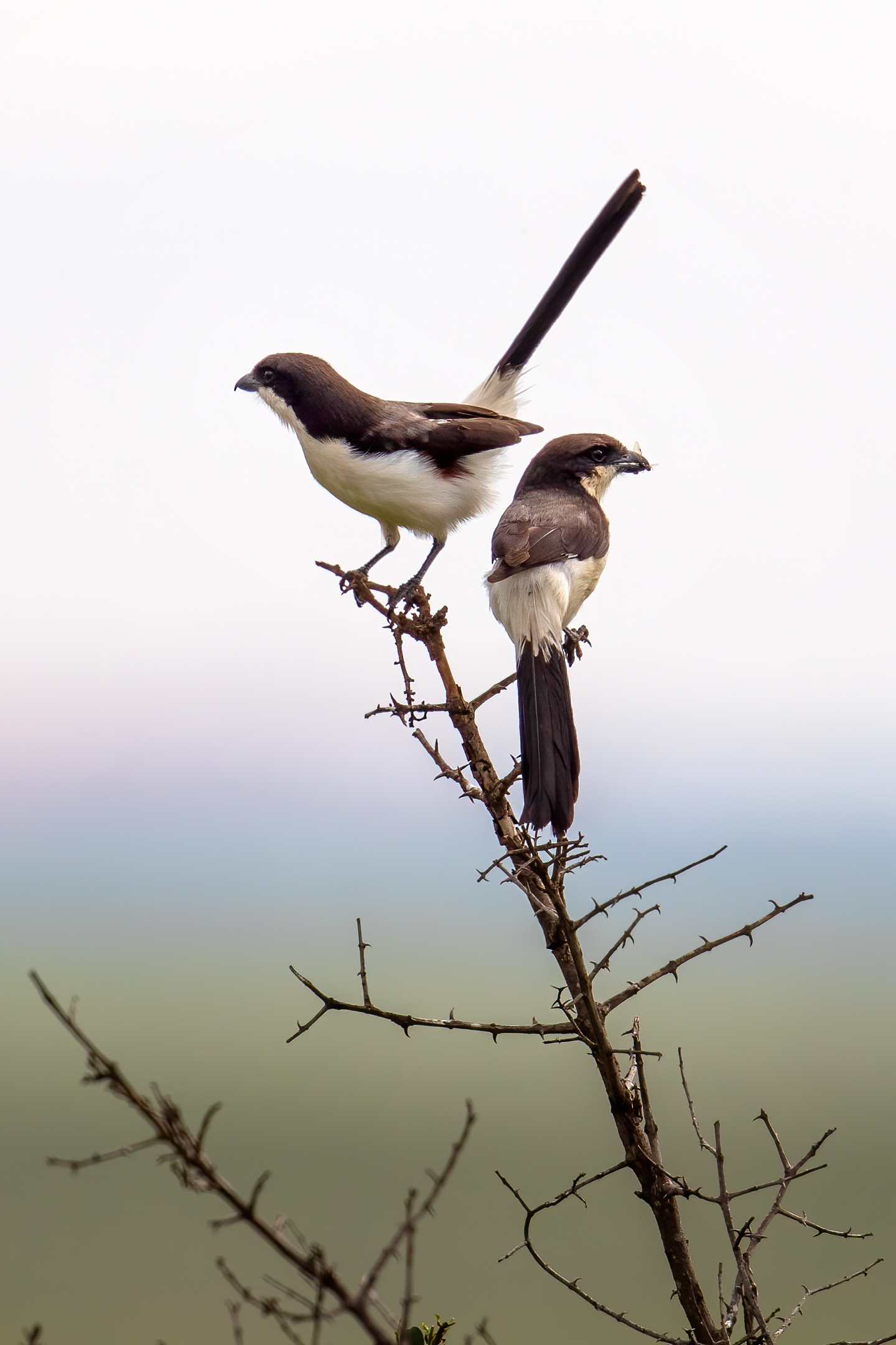 Long Tailed Fiscal (Lanius cabanisi)