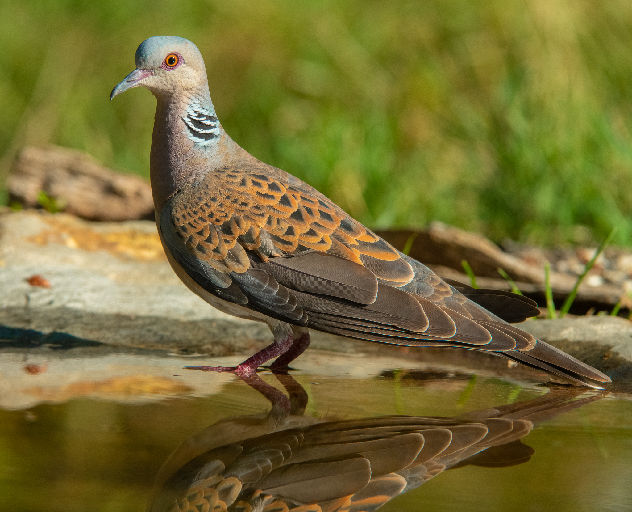 Wild dove soaking