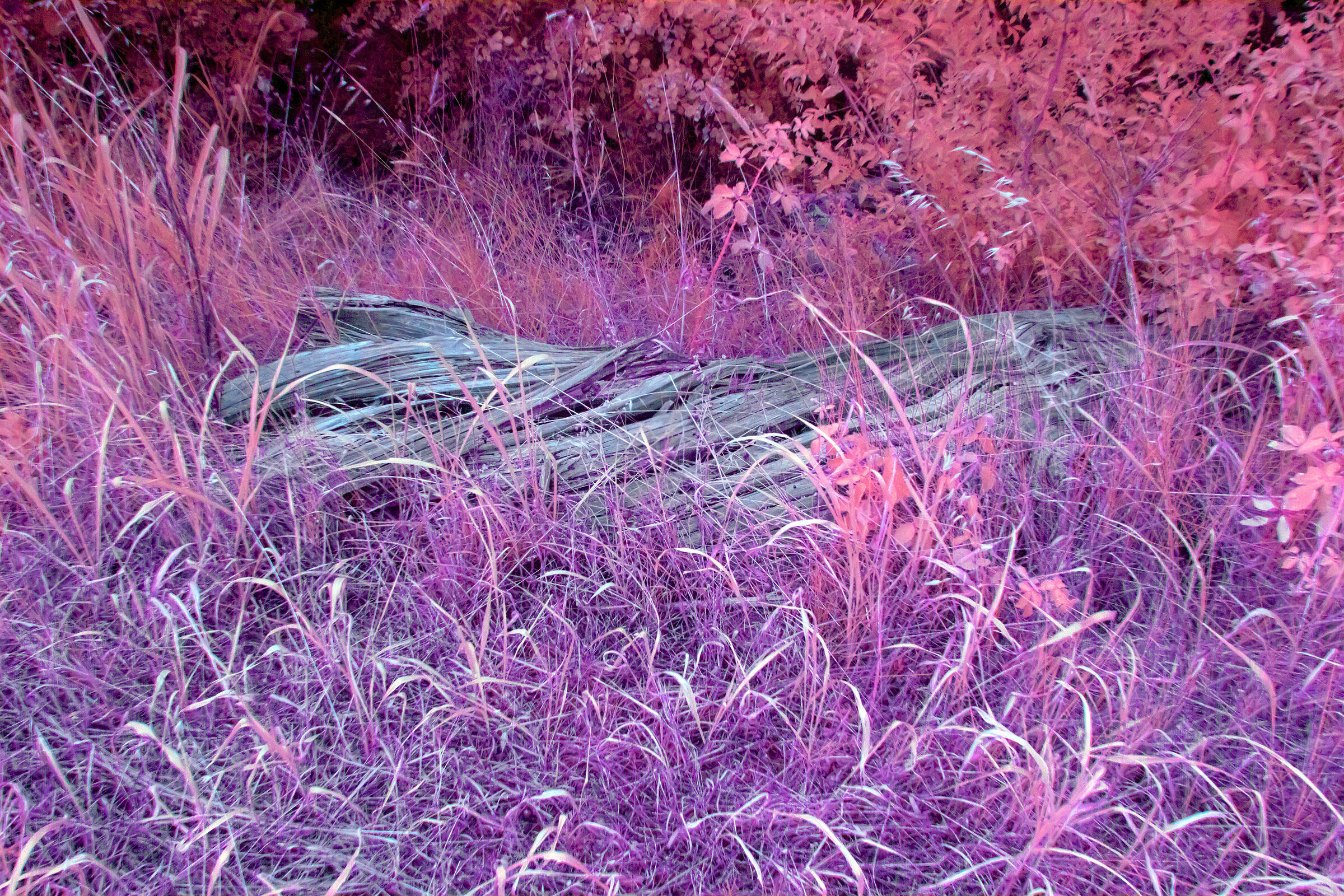 Infrared 590 nanometers