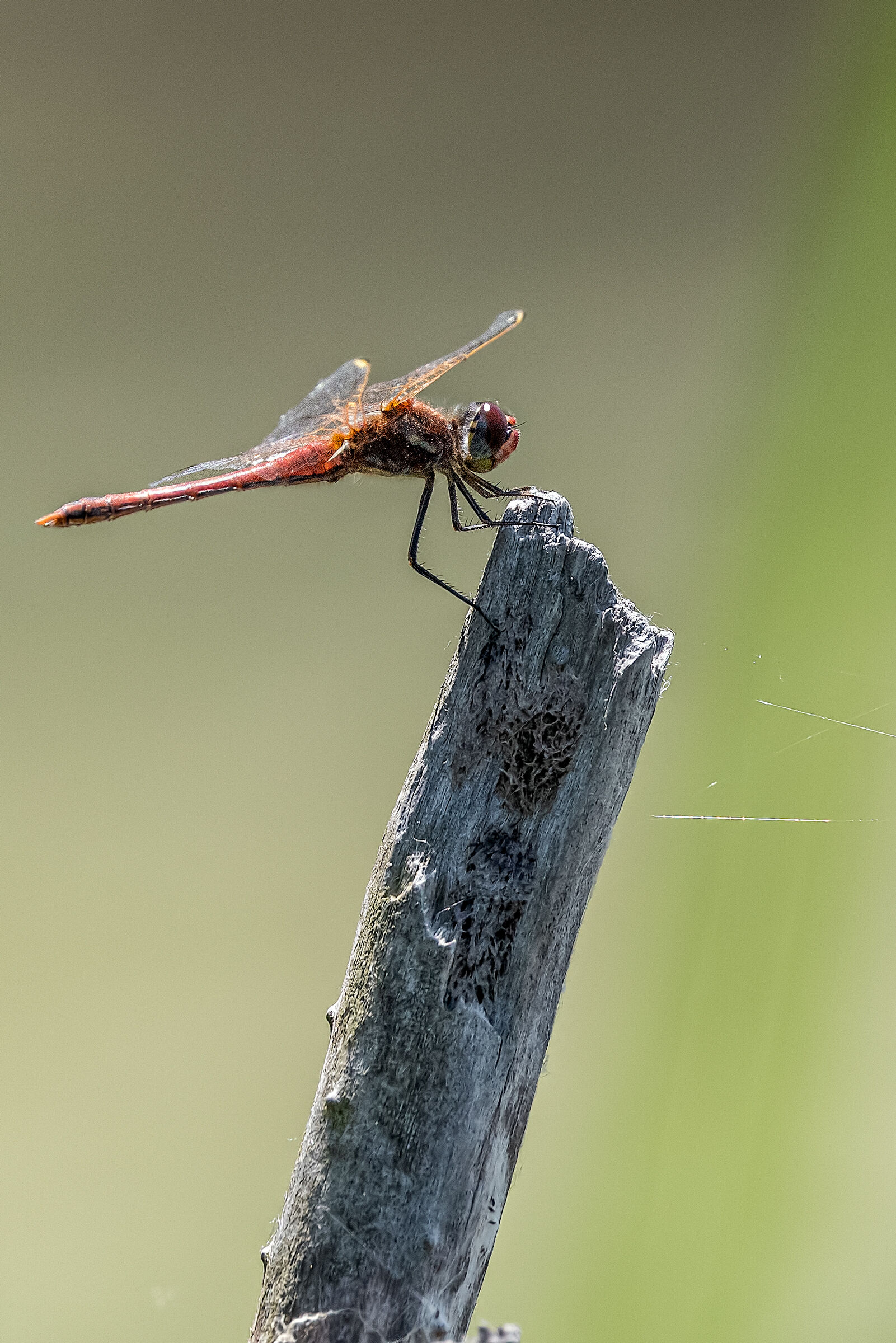 dragonfly