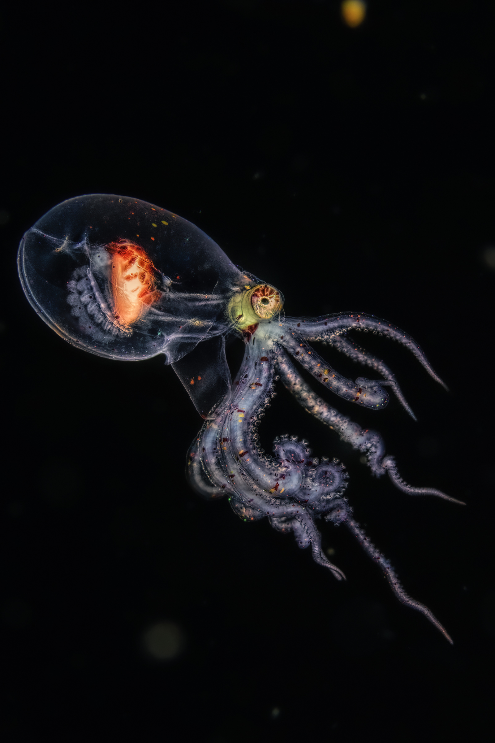 Wunderpus photogenicus in the juvenile stage