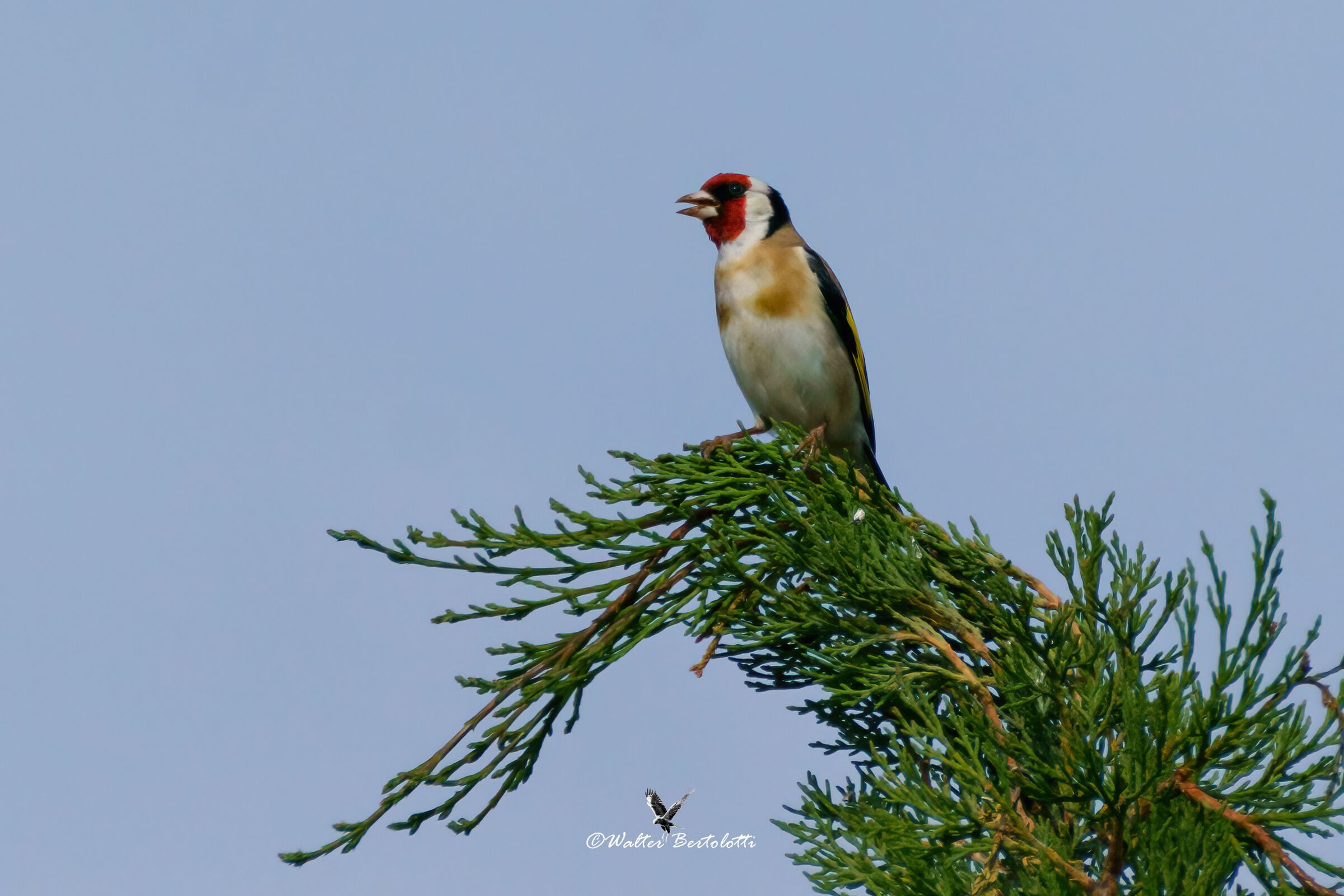 the free singing of the goldfinch