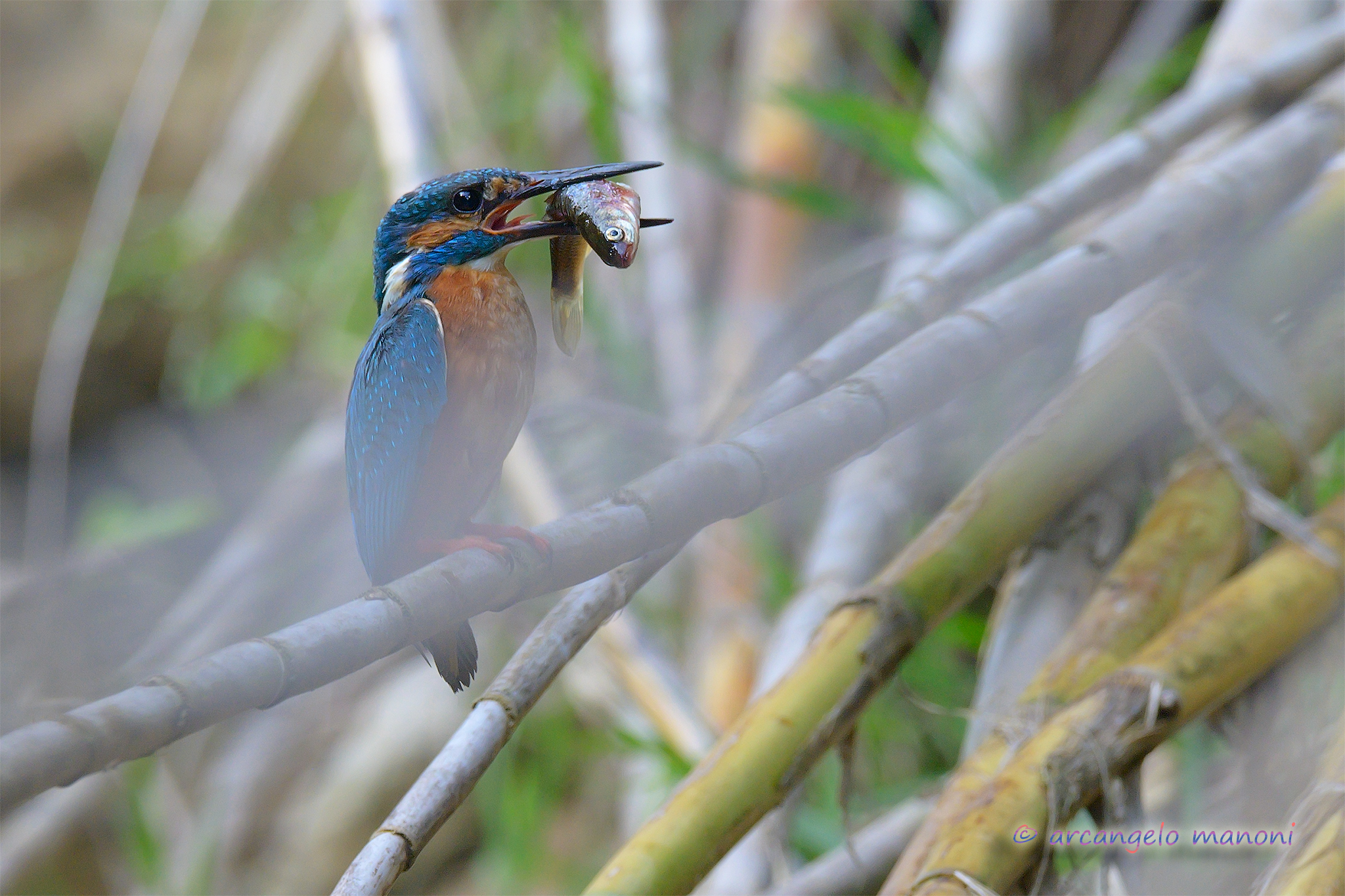 Caught in the middle of a reed