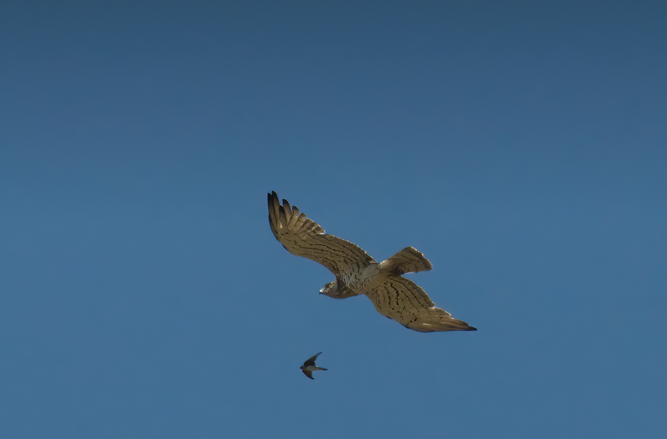 Il biancone e la rondine