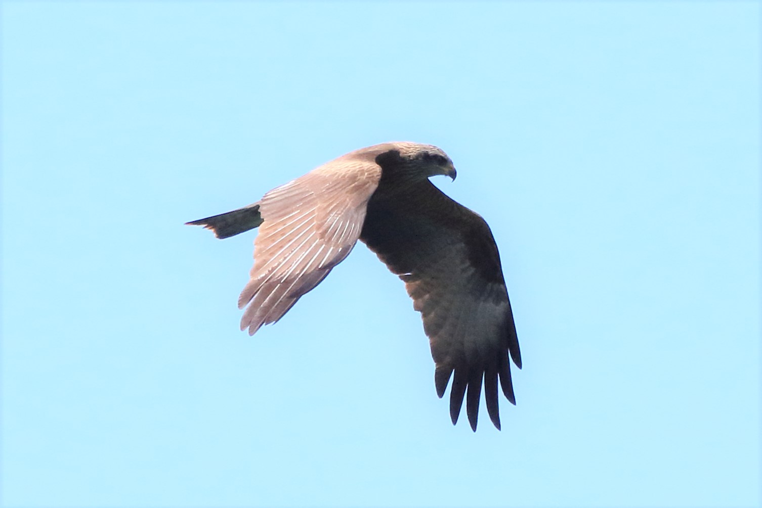 black kite