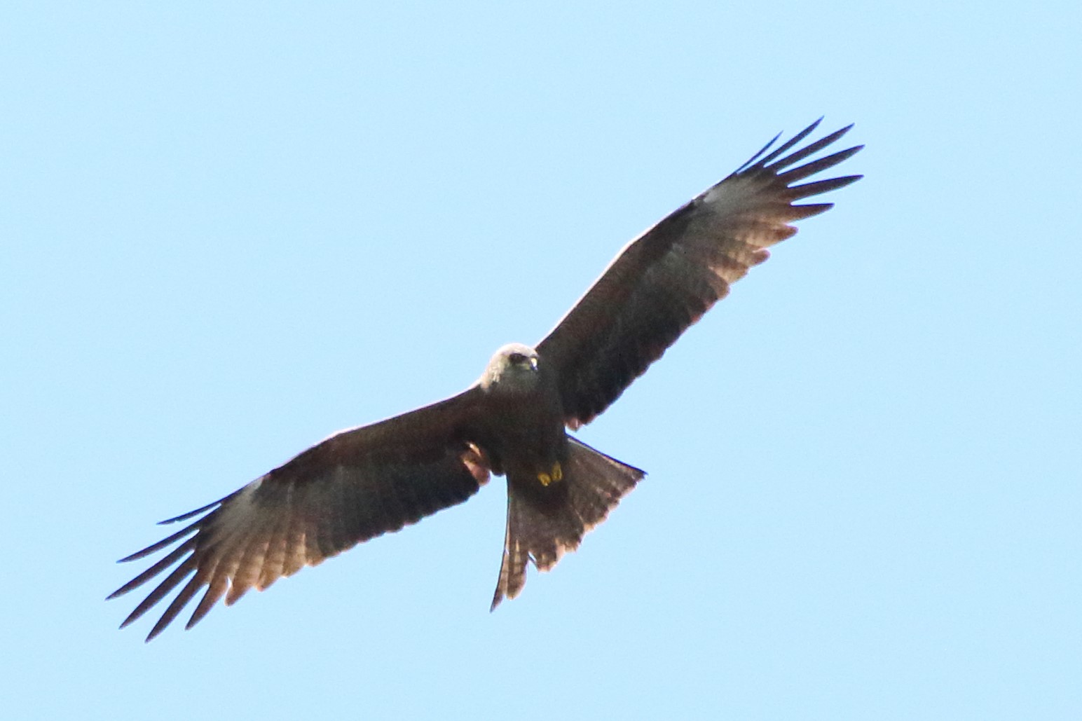 black kite