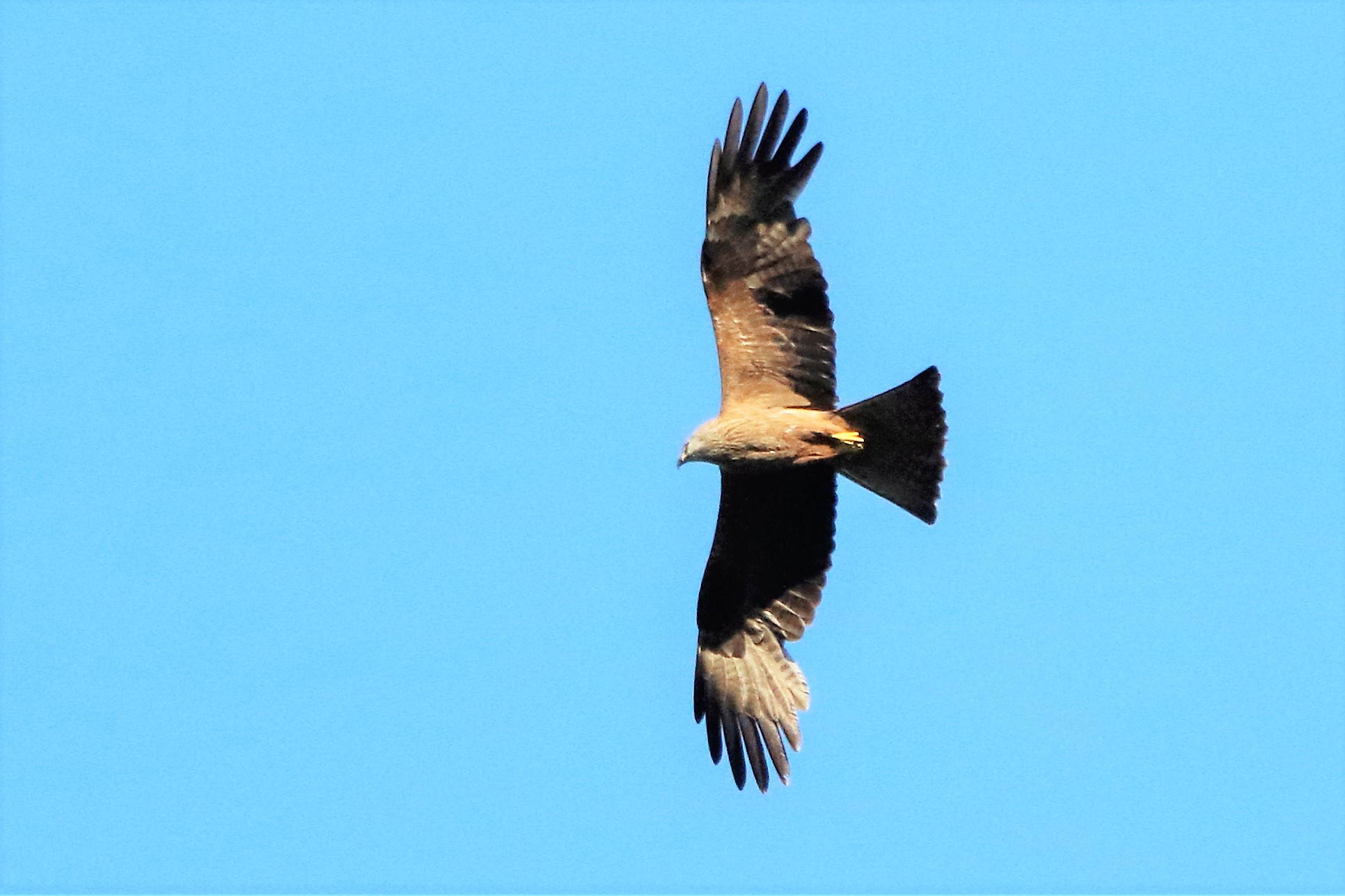 Brown kite shot of 30-06-2021