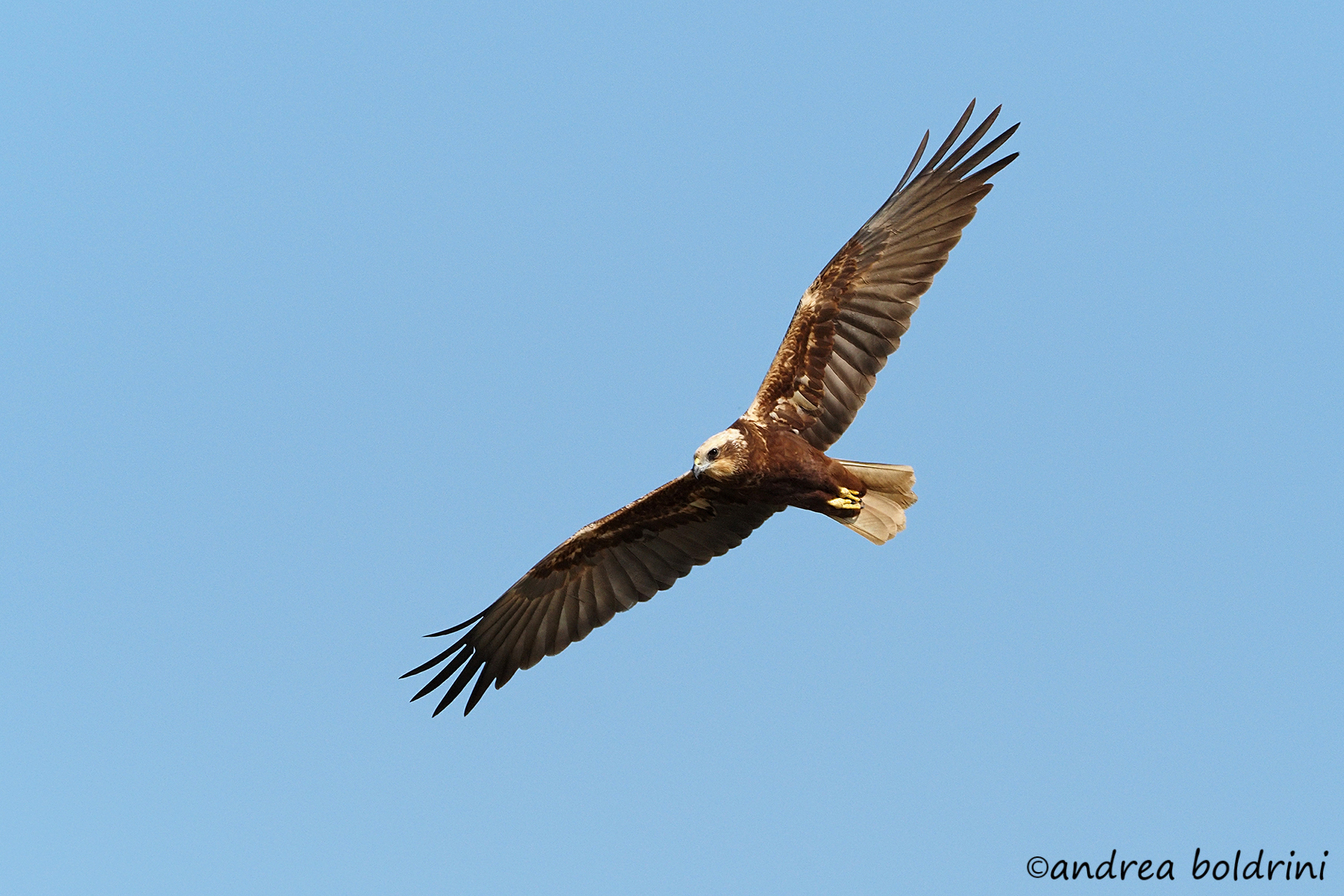 Marsh Falcon