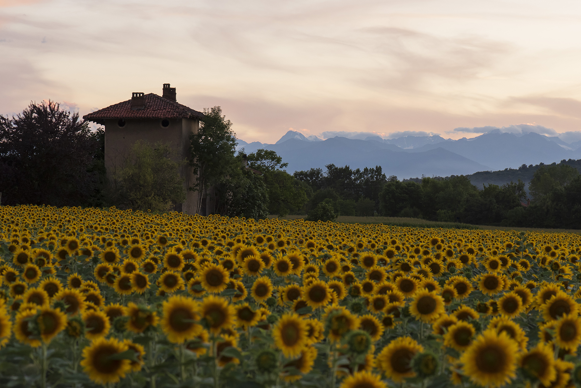 Girasoli