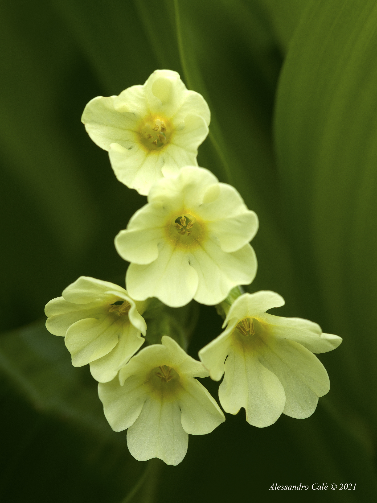 Primula elatior 1627 (sfondo le foglie del veratro)