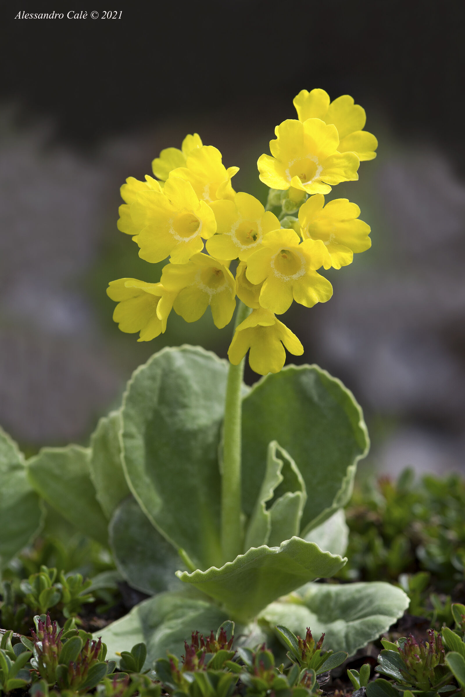 Primula auricula (primula orecchia d'orso) 1333