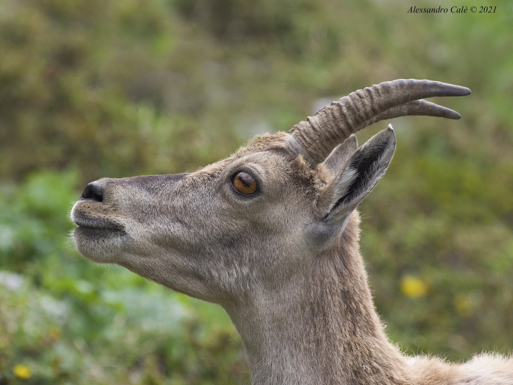 Capra ibex (Stambecco) F 1876