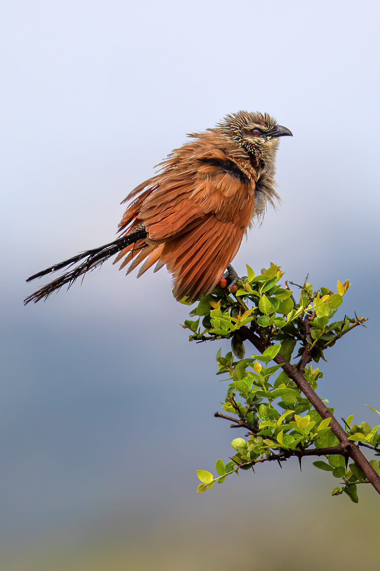 Purple Roller (Rofous Crowned) - Coracias n. naevia