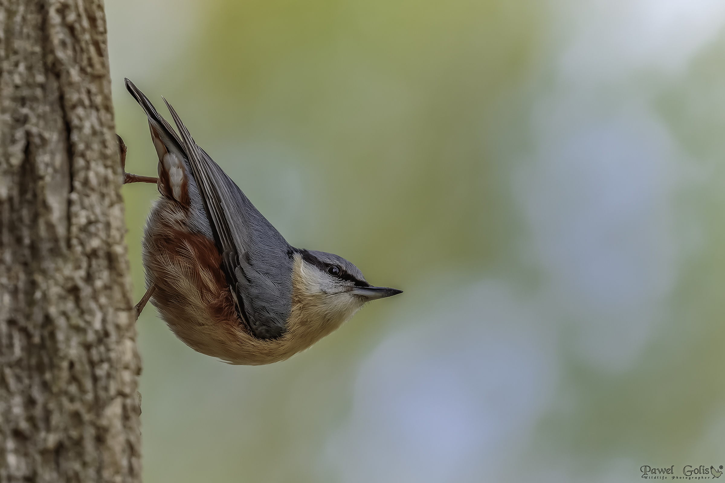 Nuthatch (Sitta europaea)