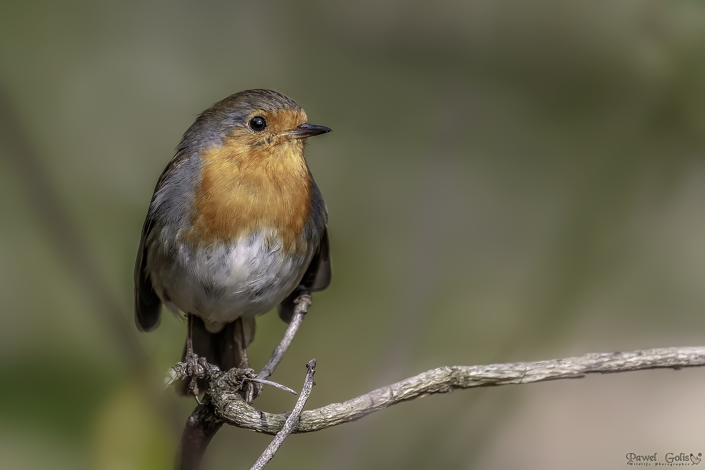 Pettirosso europeo (Erithacus rubecula)