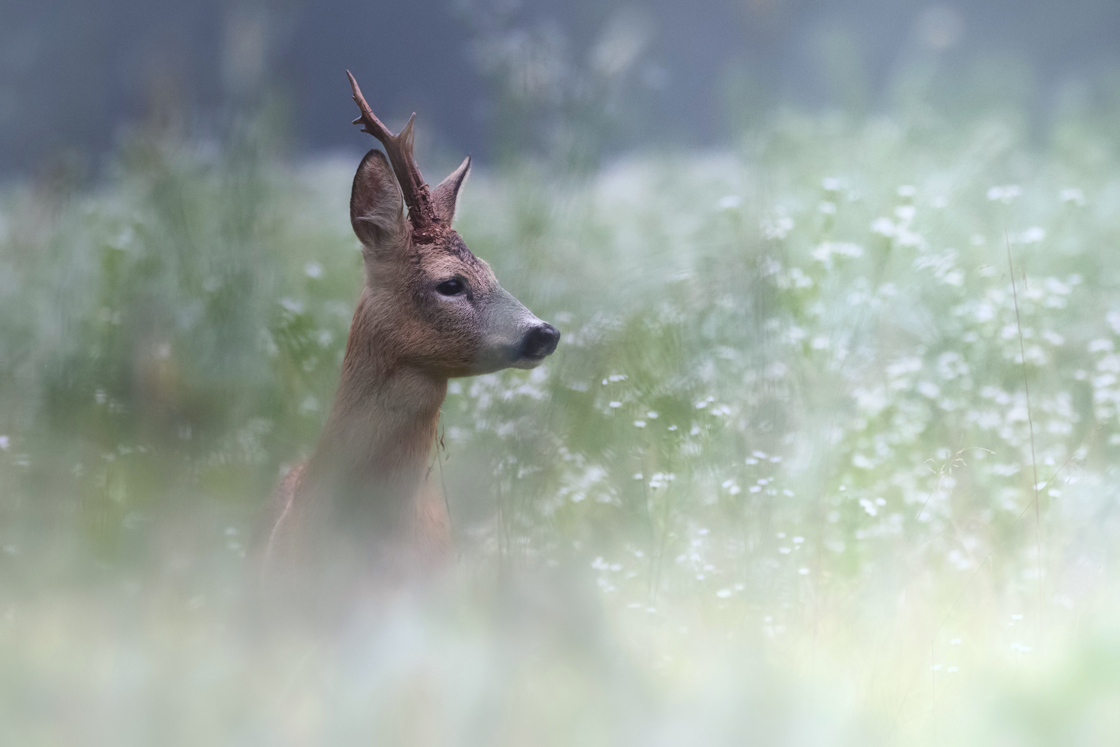 roe deer