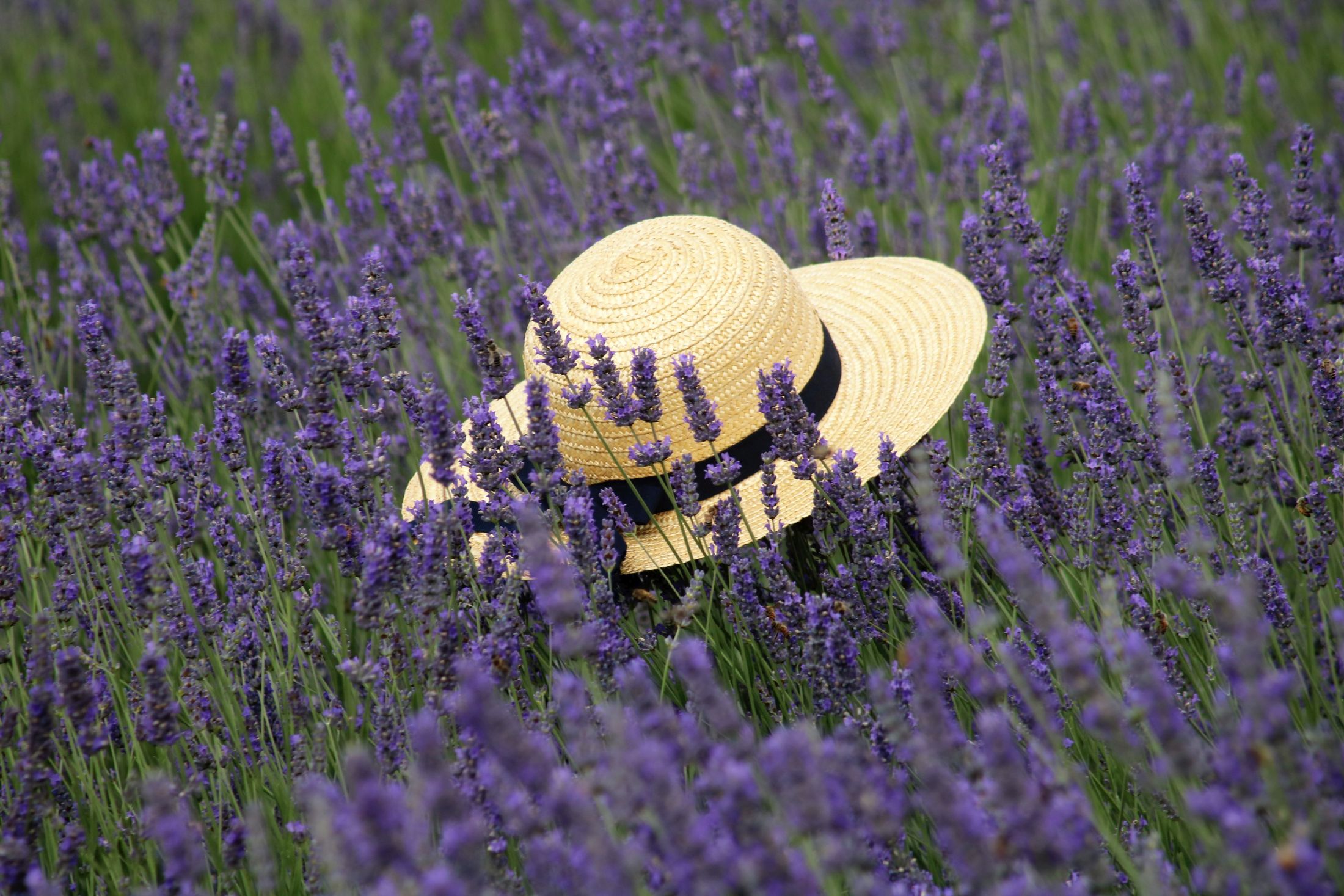 Il cappello di paglia