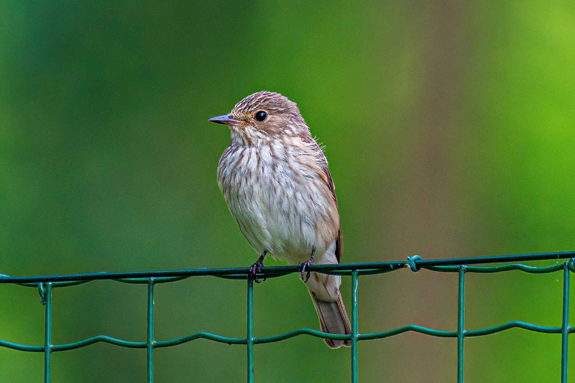 Pigliamosche nel giardino di casa