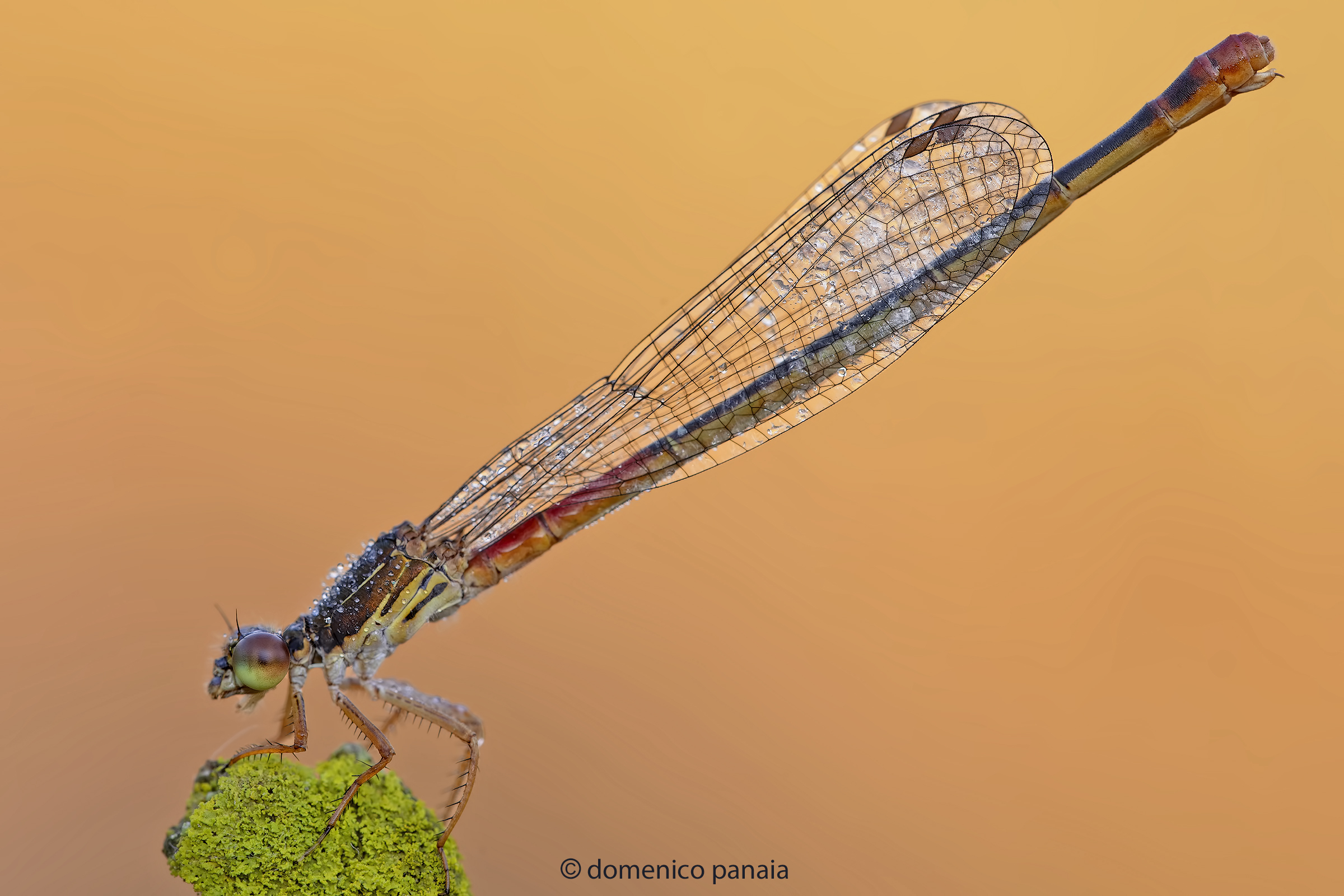 ceriagrion tenellum
