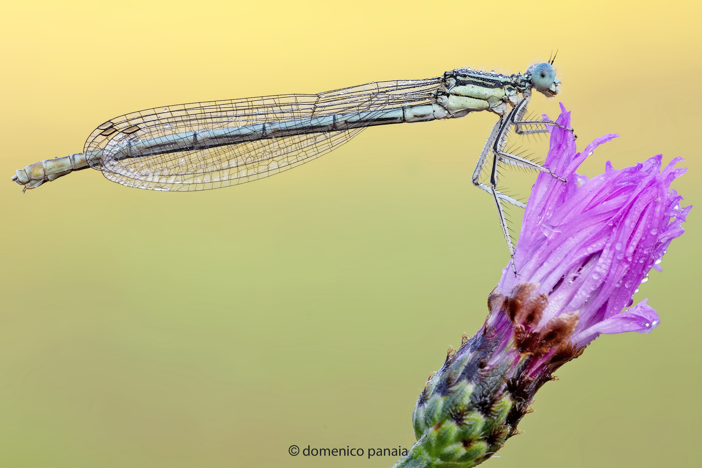 Platycnemis pennipes