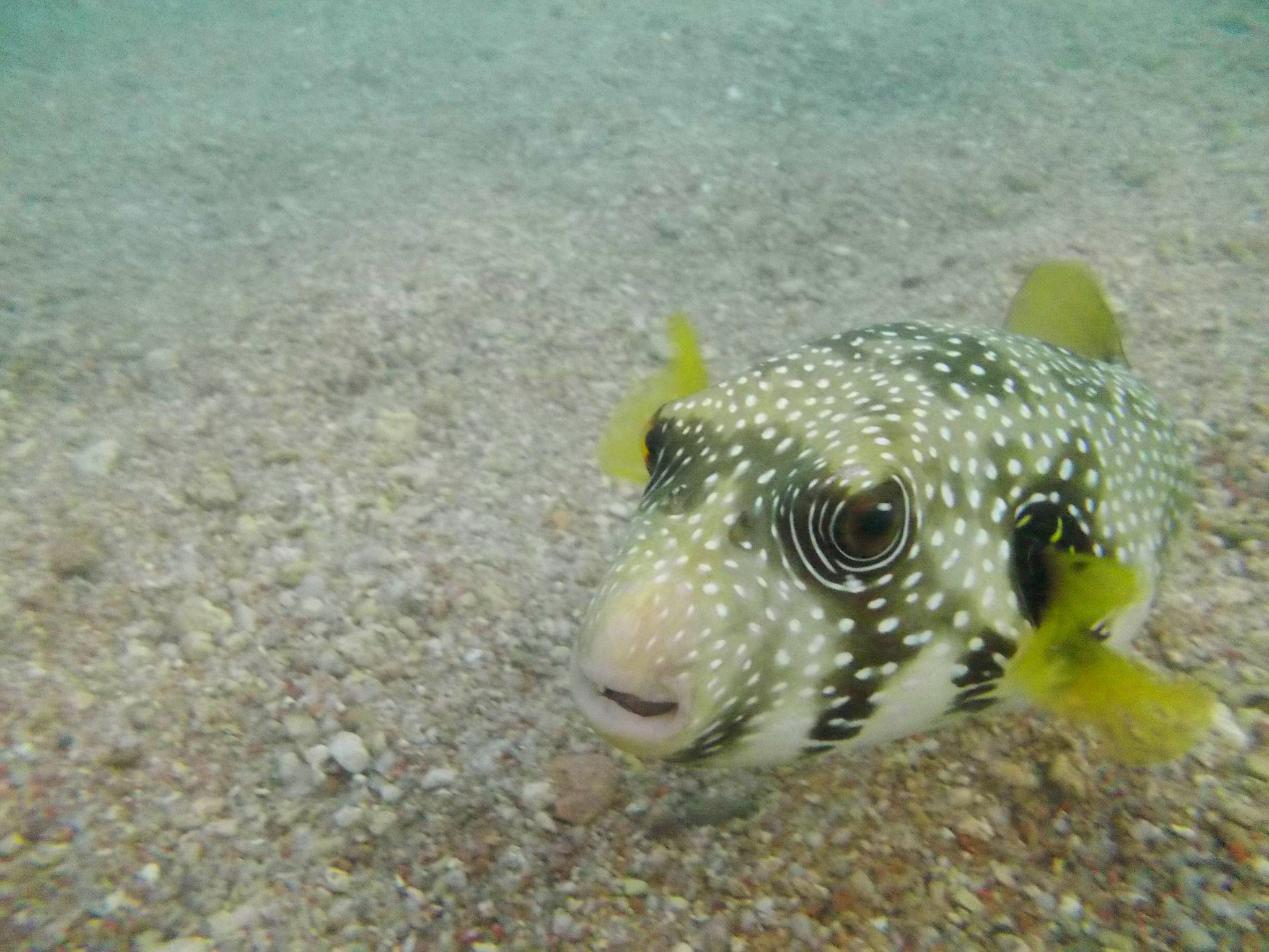 Boxfish