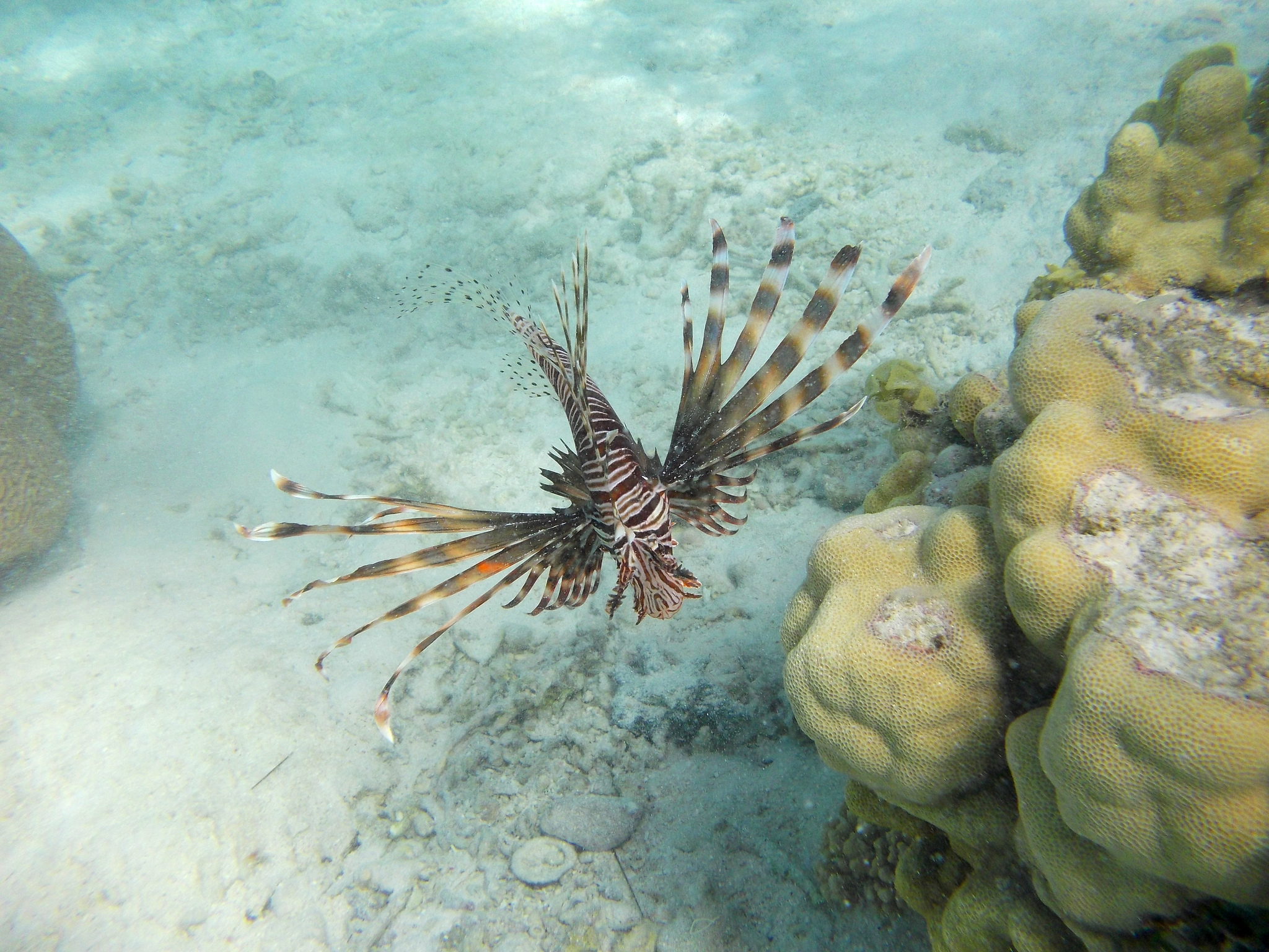 Lionfish