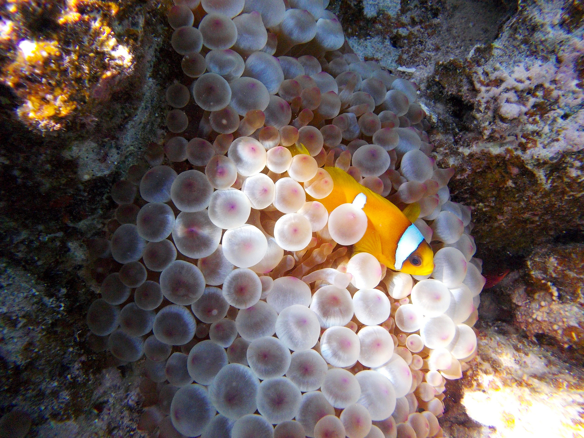 Clown Fish