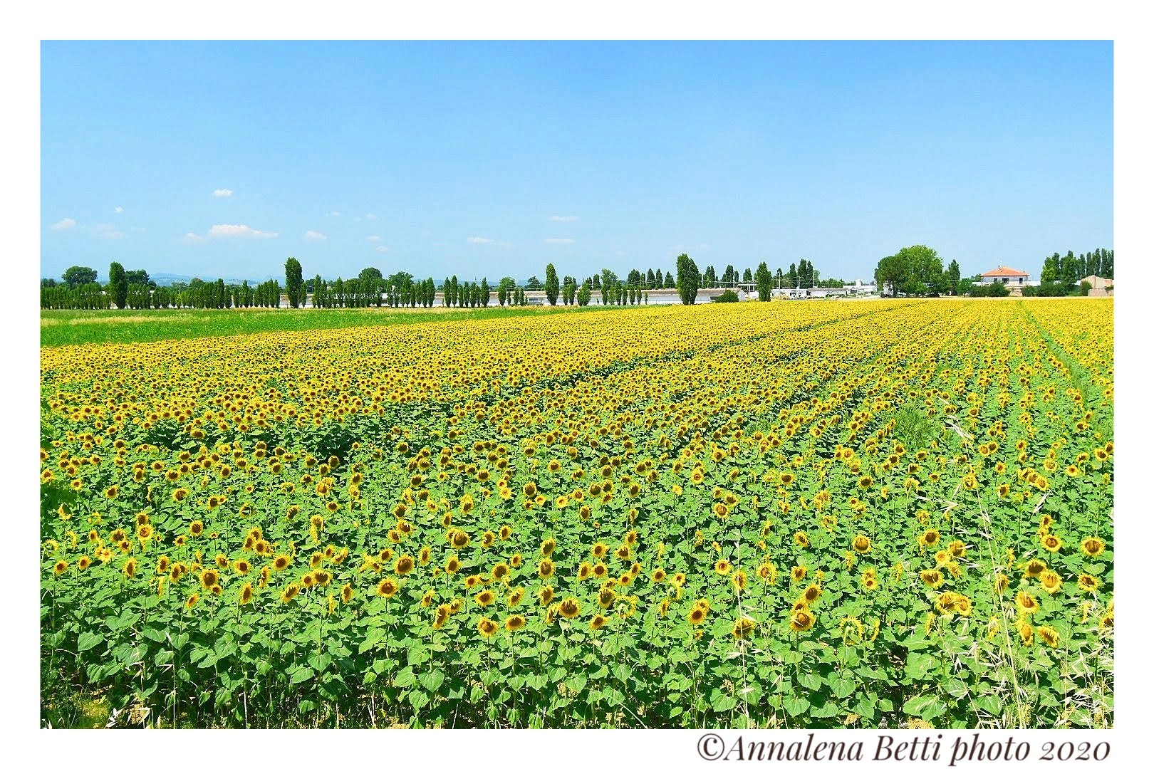 Sunflower field