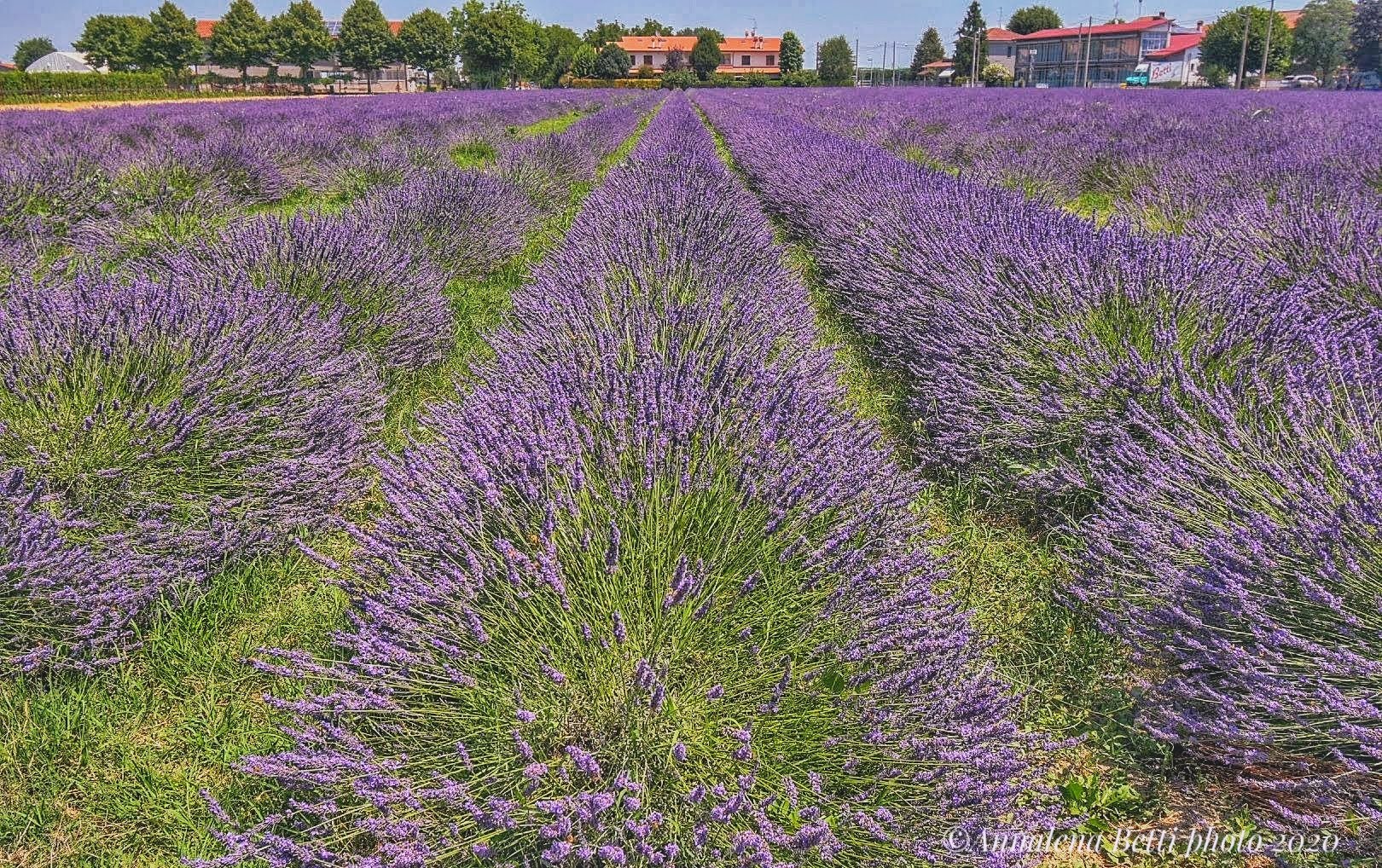 Campo di lavanda