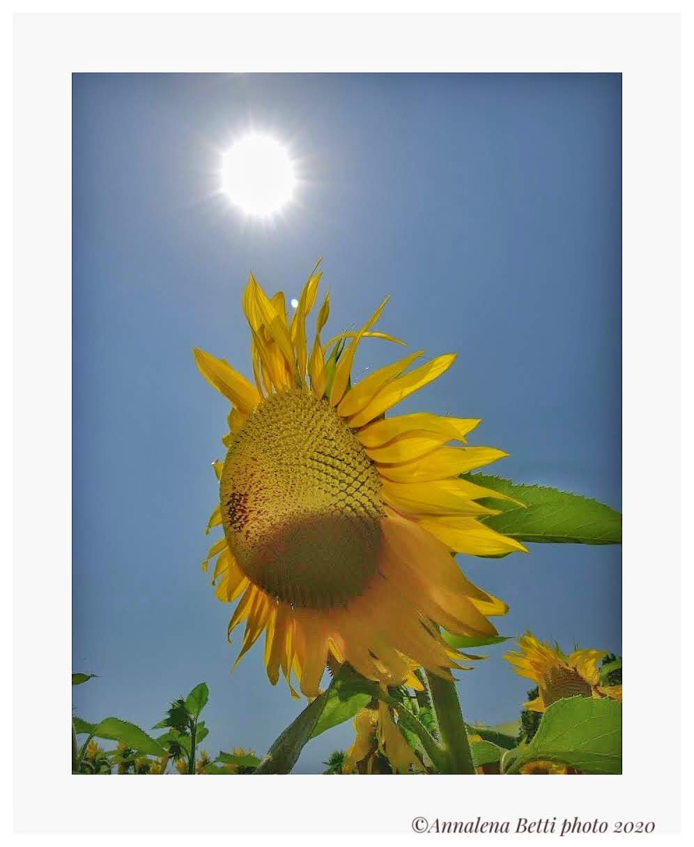 Girasole in controluce